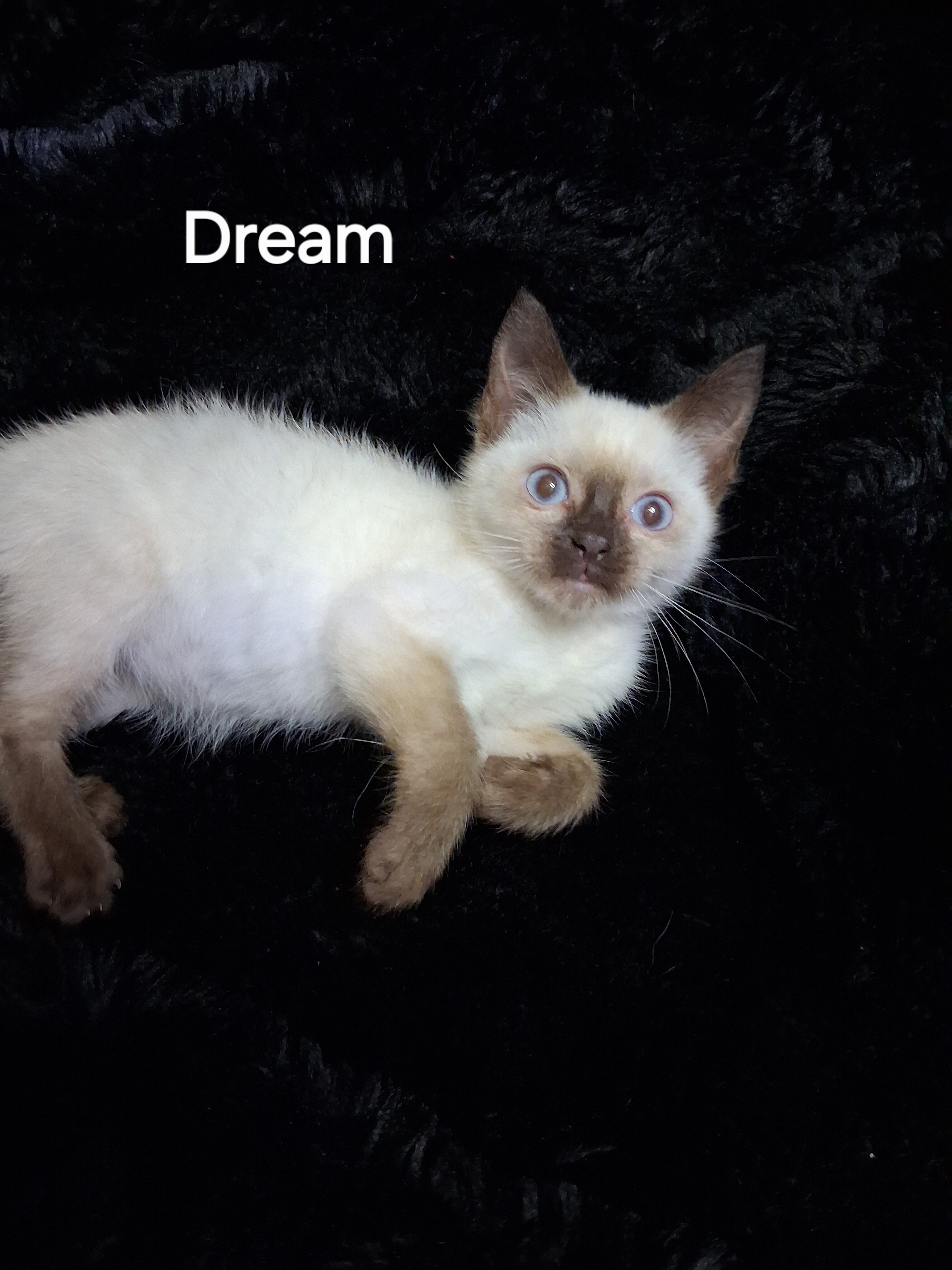 Siamese Kittens image 3