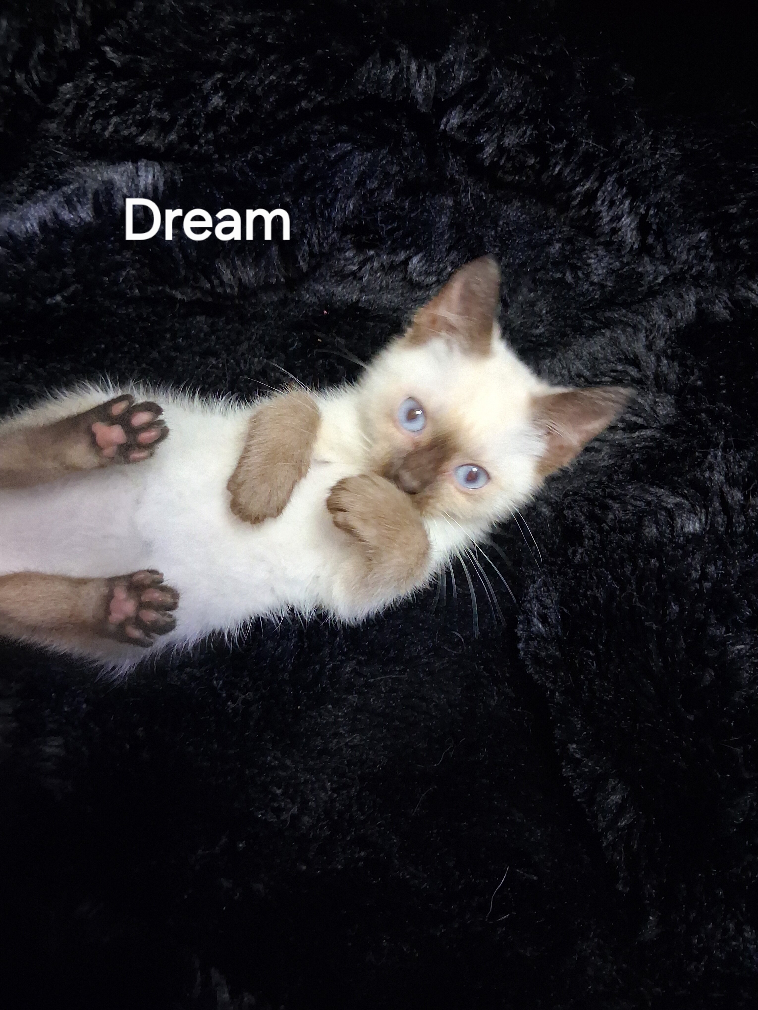 Siamese Kittens image 1