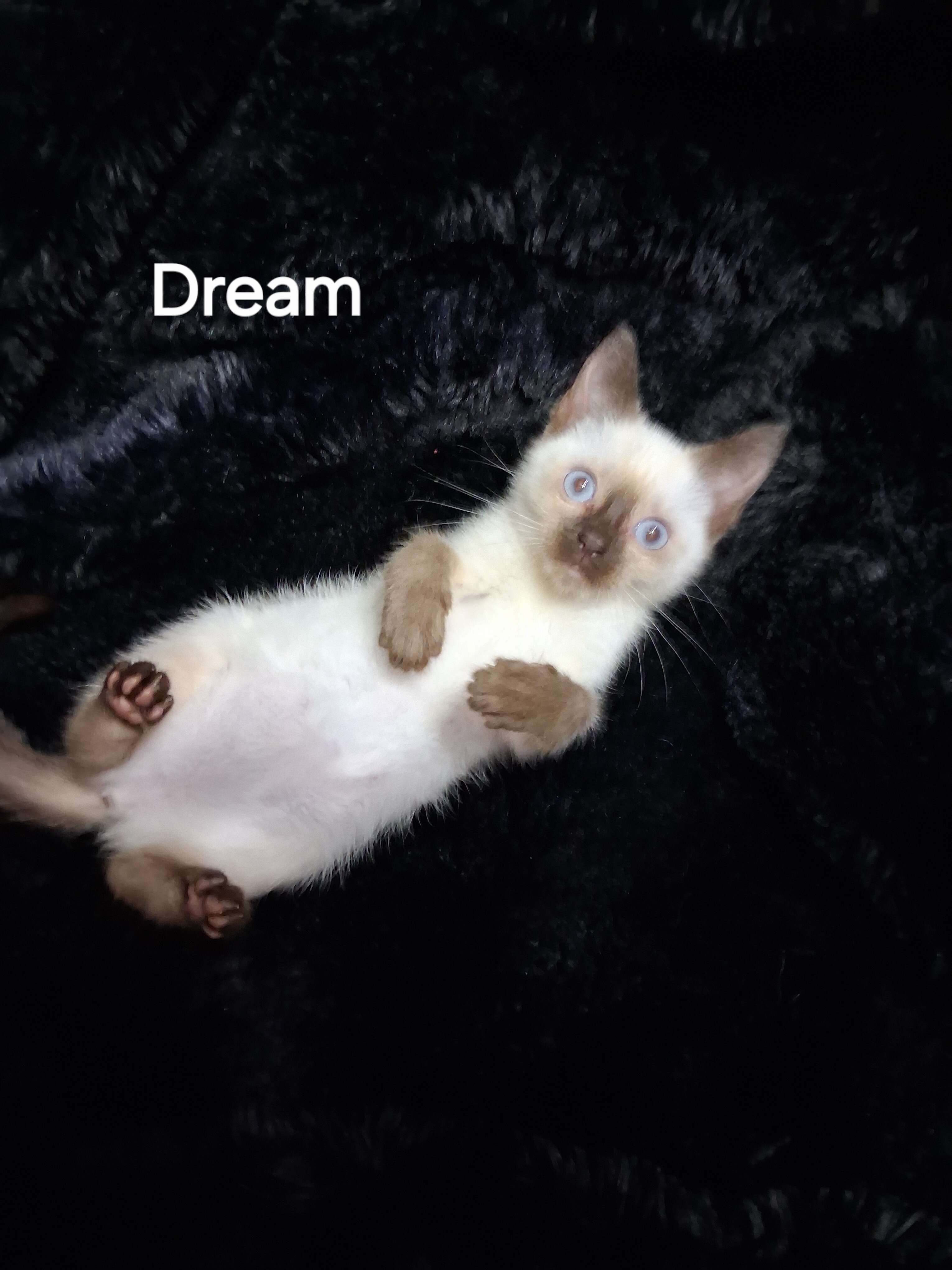 Siamese Kittens image 2