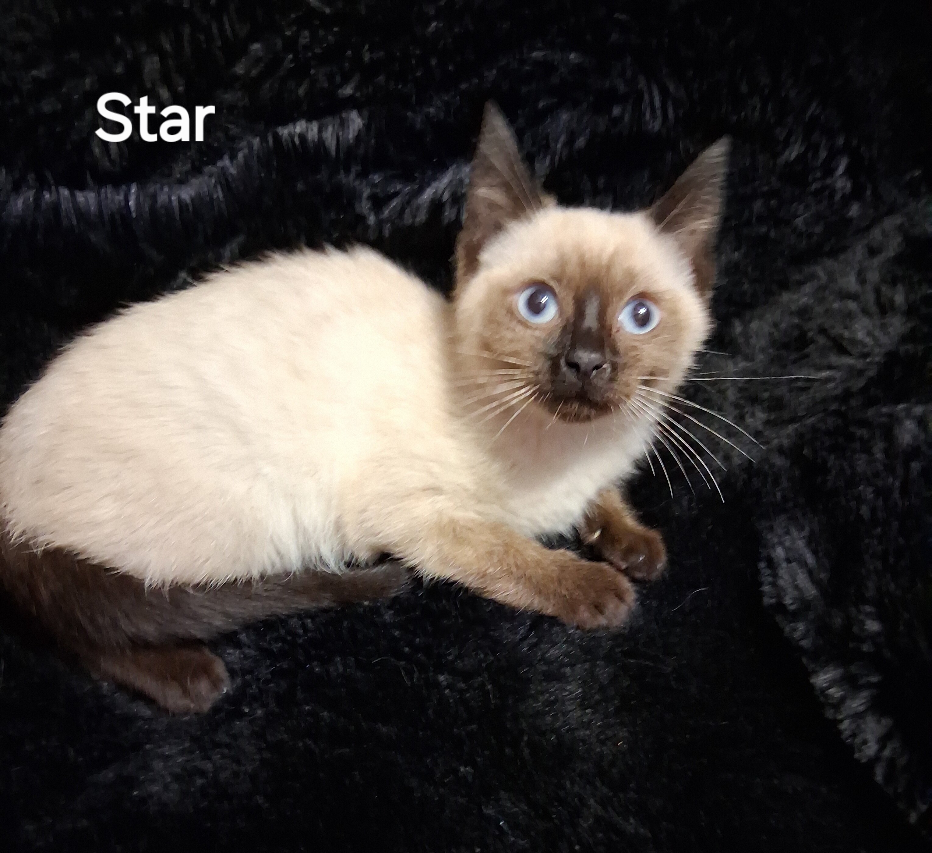 Siamese Kittens image 5