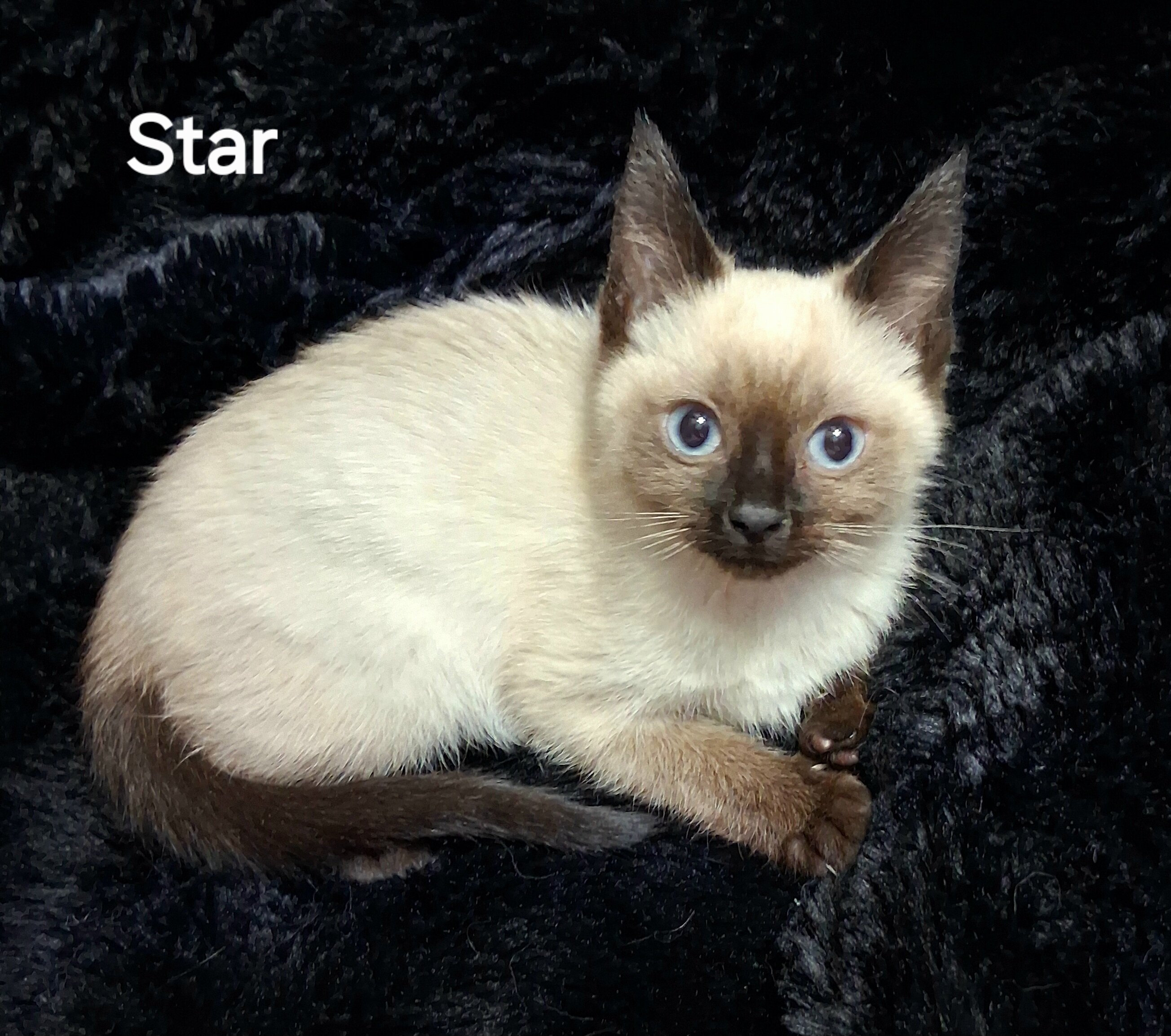 Siamese Kittens image 6