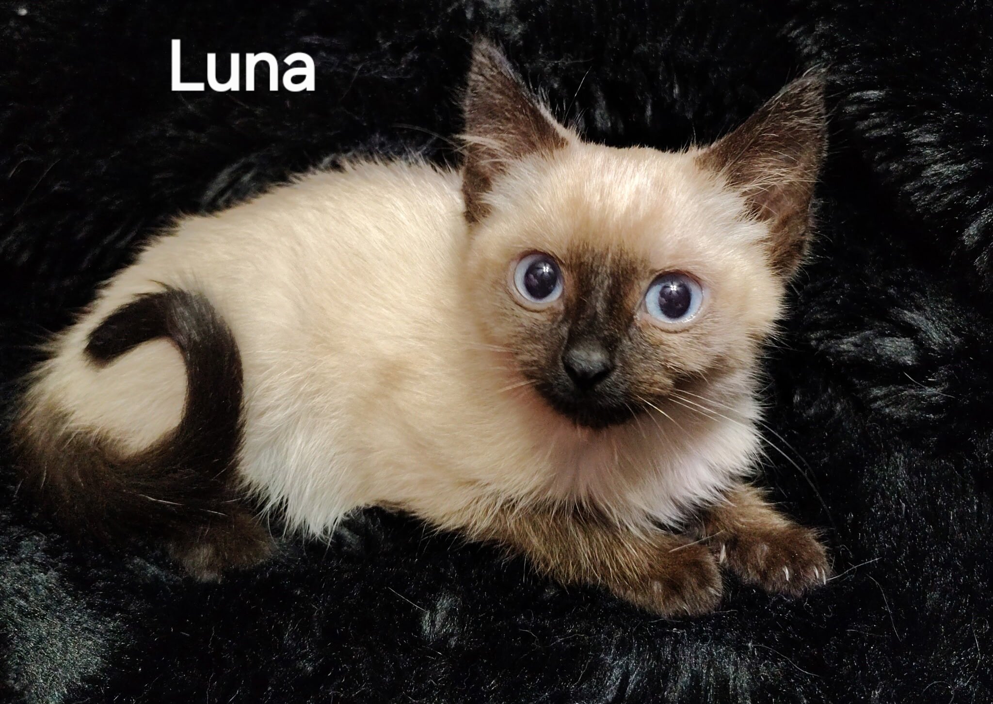 Siamese Kittens image 9
