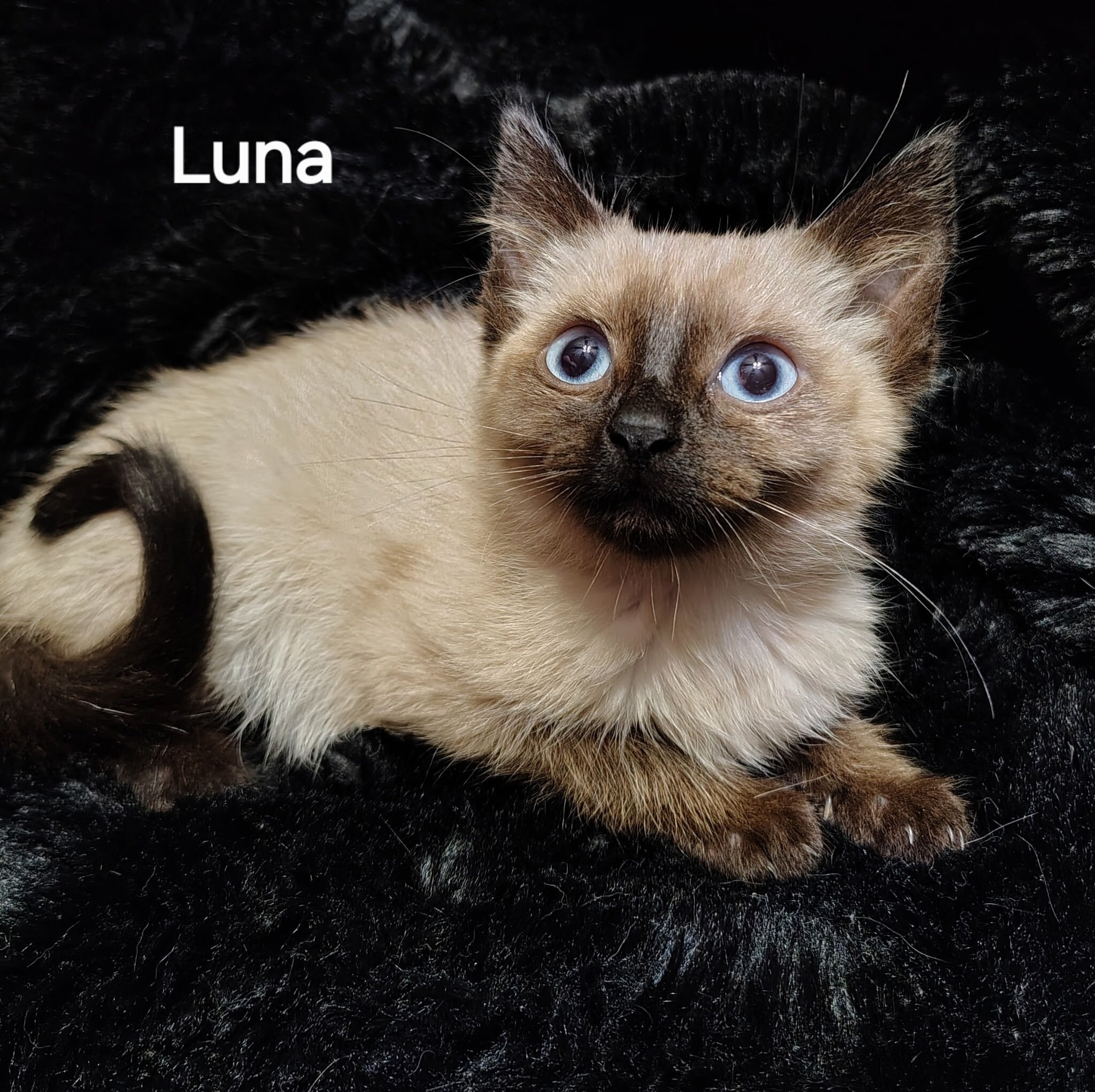 Siamese Kittens image 10