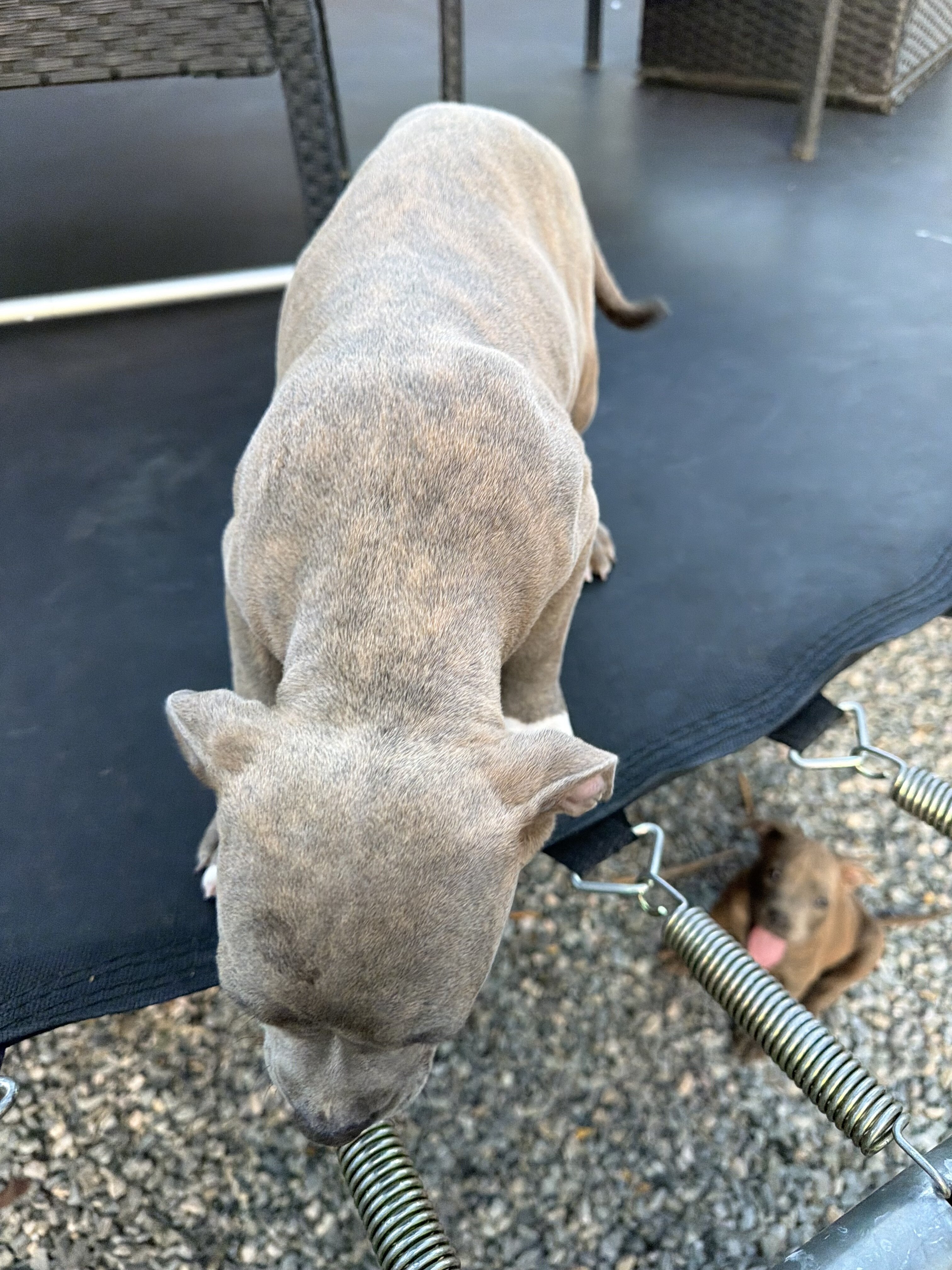 Blue Brindle Female Pit Bull Puppy image 3