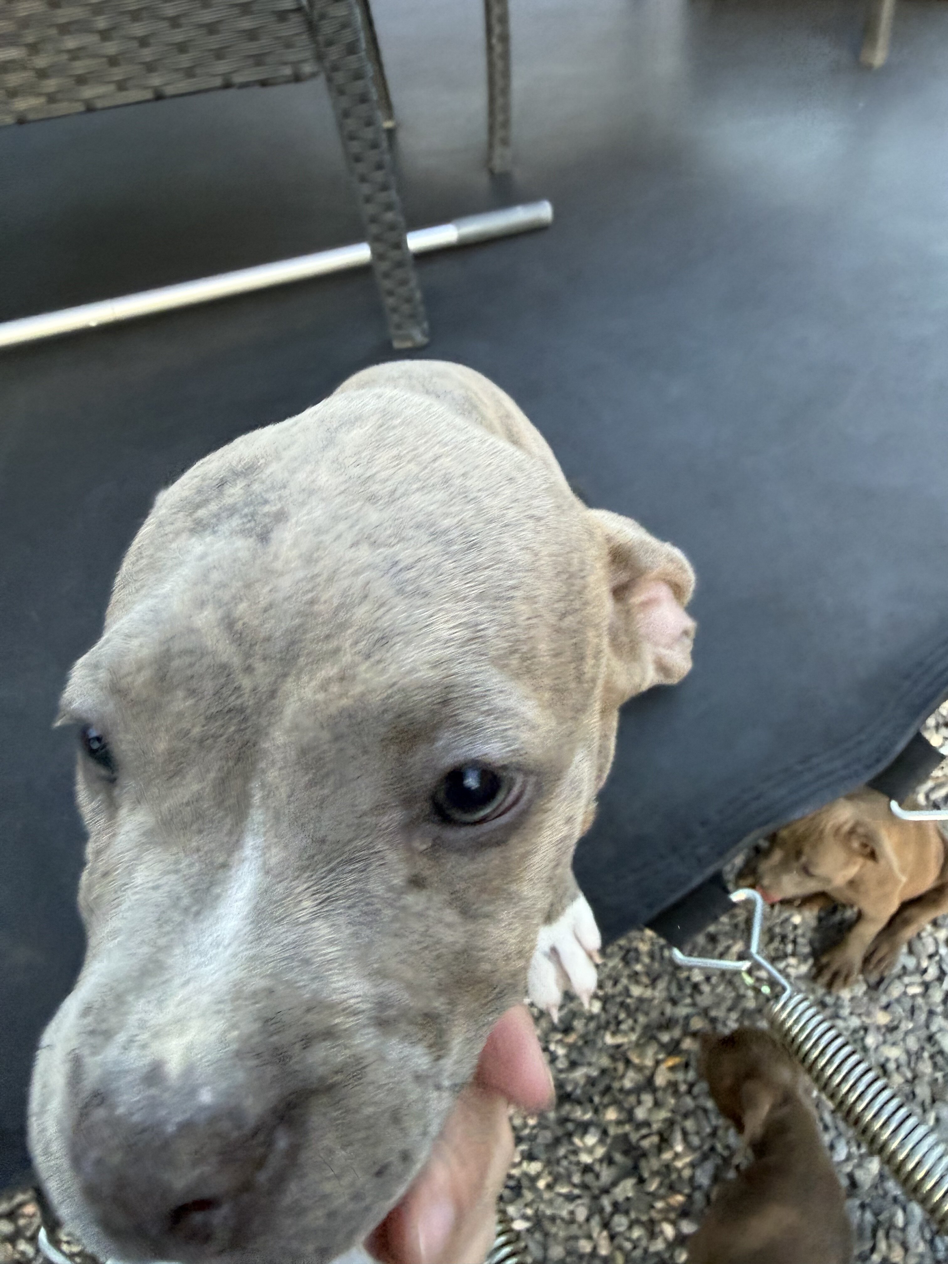 Blue Brindle Female Pit Bull Puppy image 4