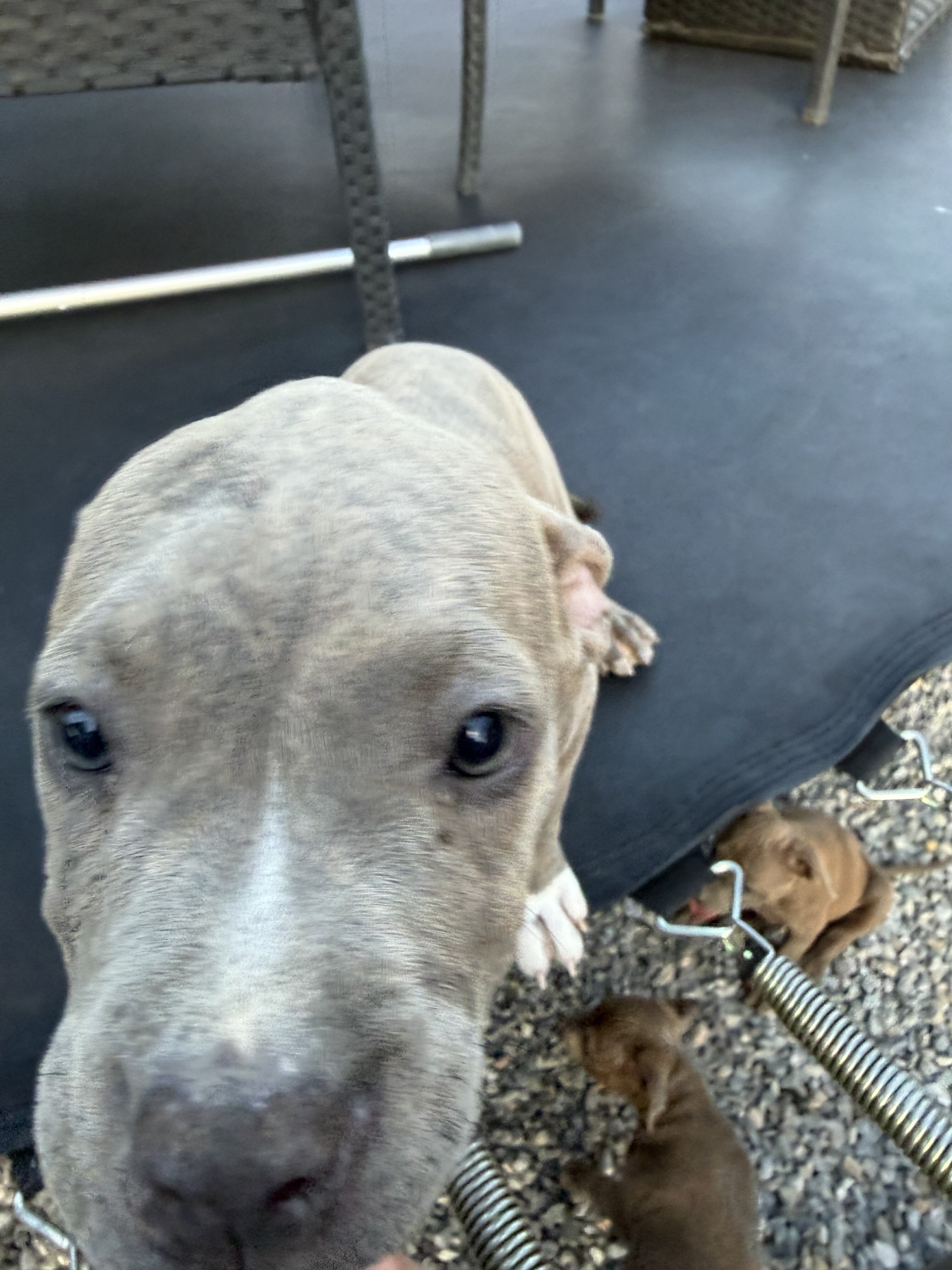 Blue Brindle Female Pit Bull Puppy image 2