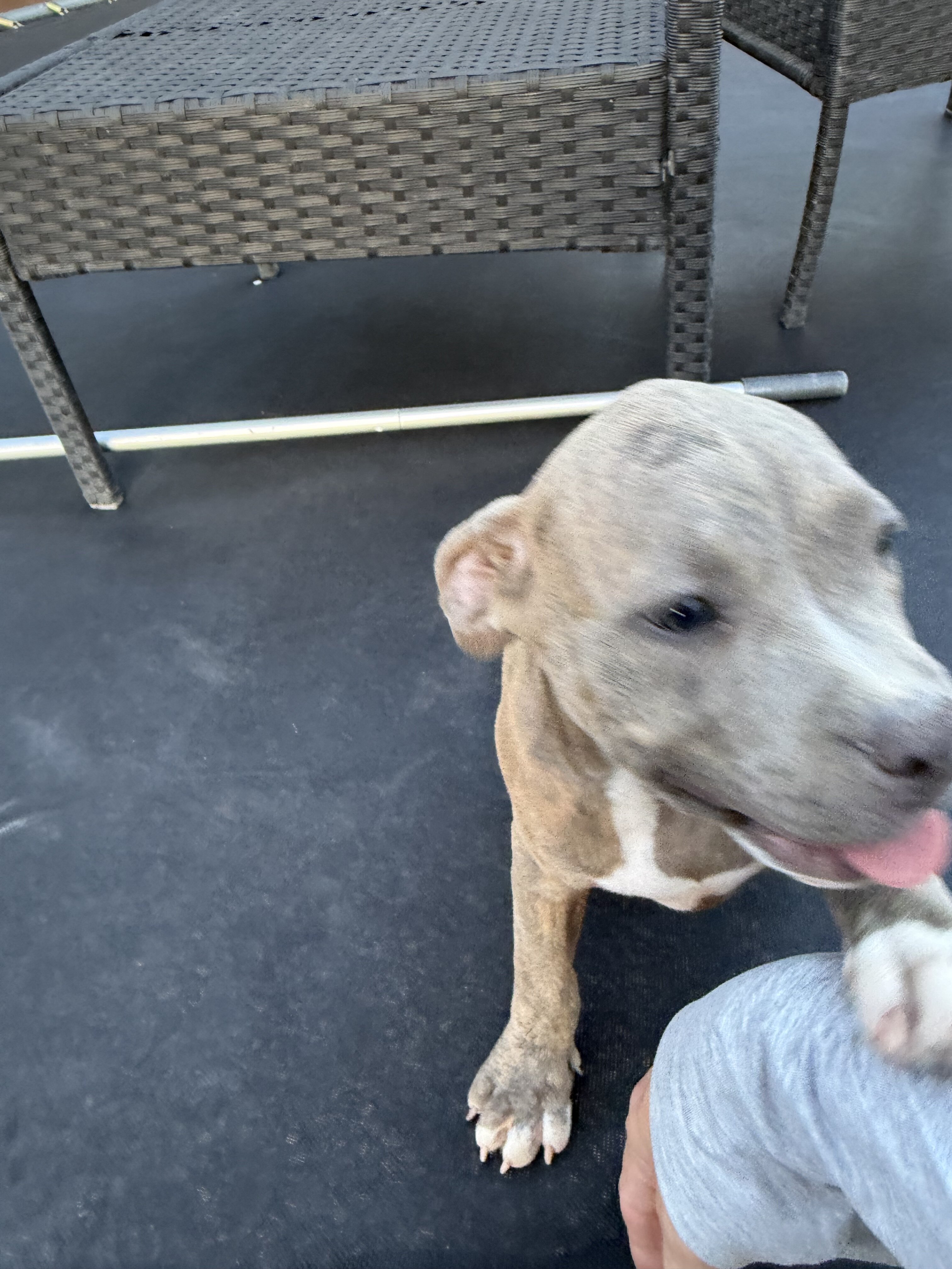 Blue Brindle Female Pit Bull Puppy image 1