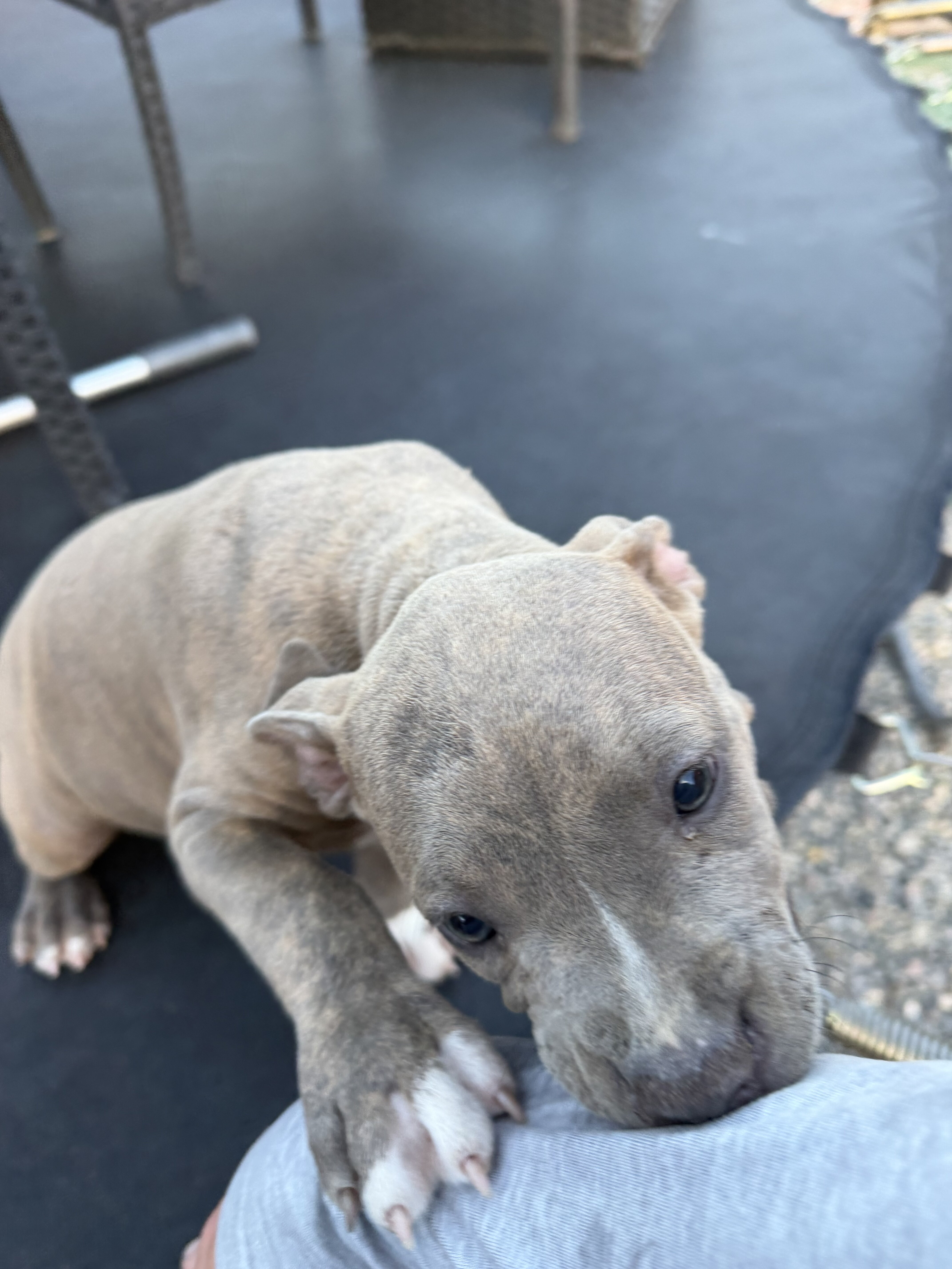 Beautiful female Pit Bull puppy. image 5