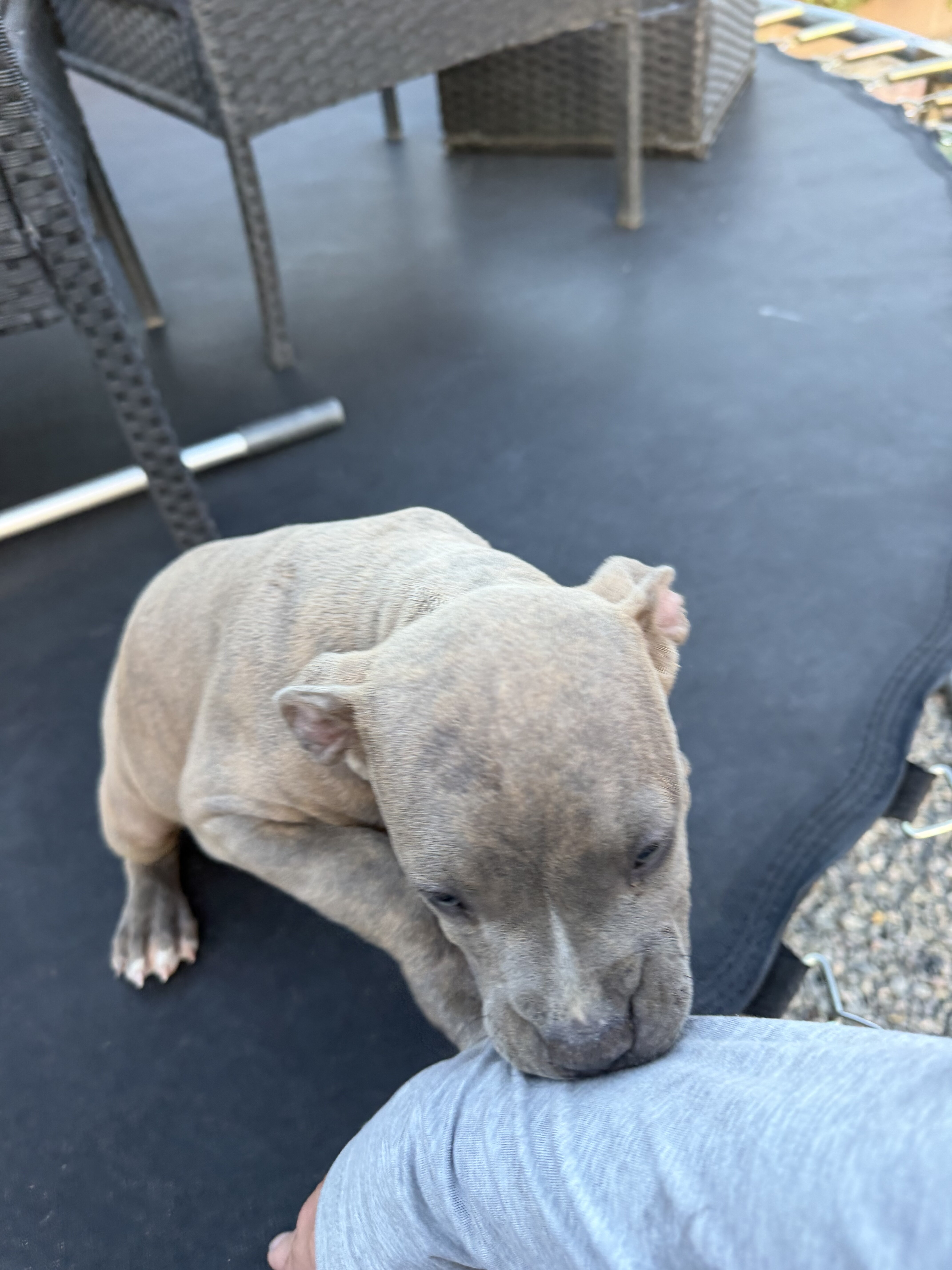 Beautiful female Pit Bull puppy. image 4