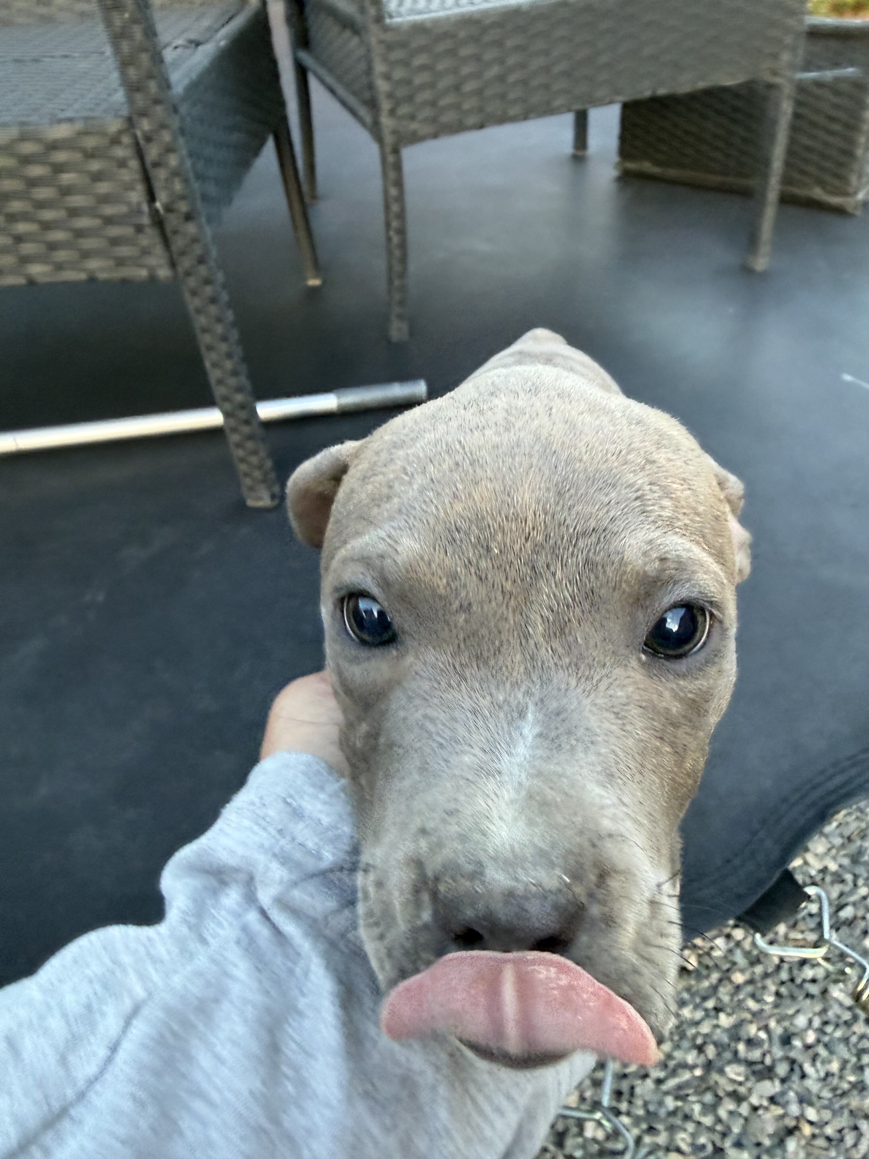 Beautiful female Pit Bull puppy. image 2