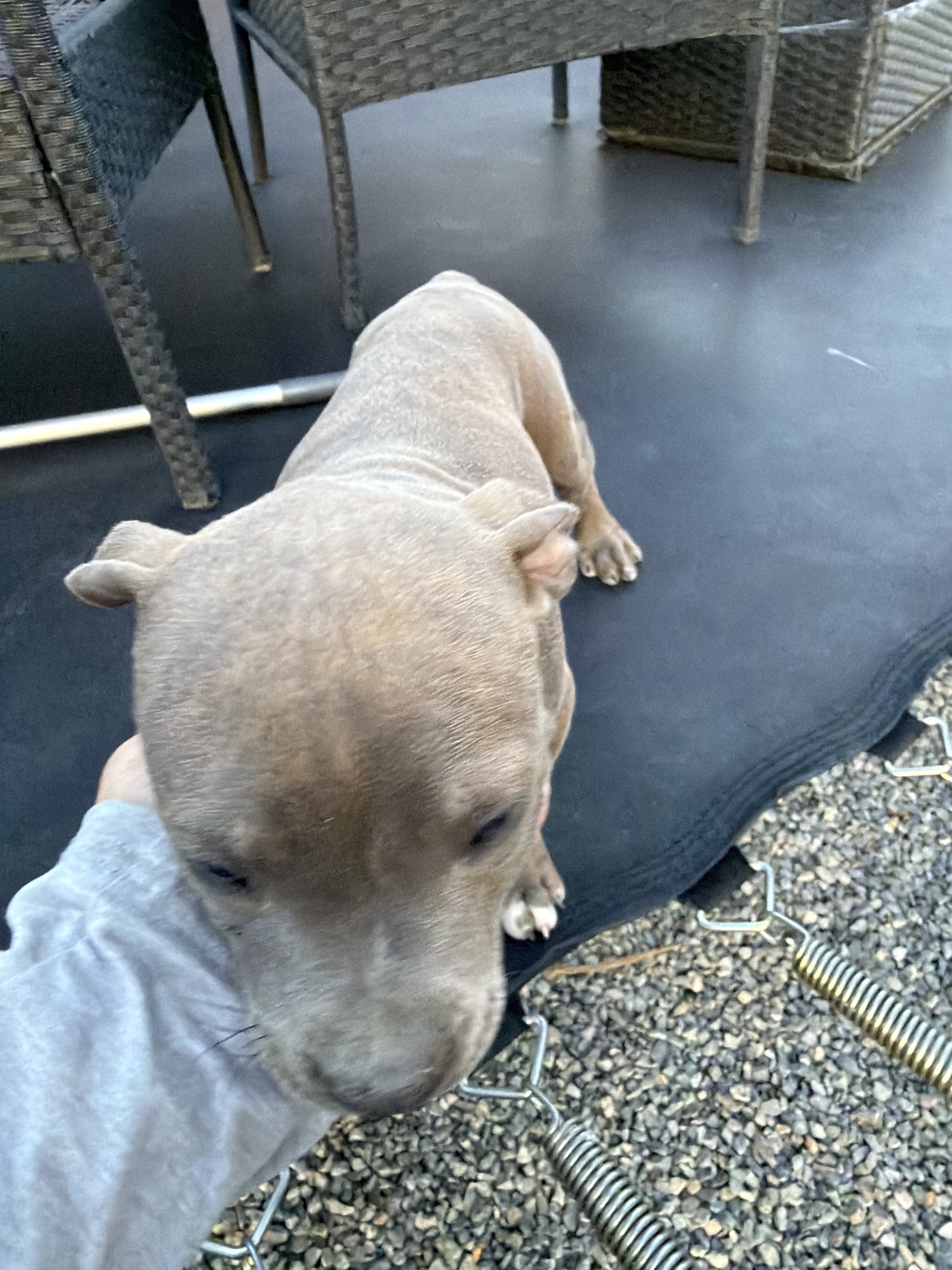 Beautiful female Pit Bull puppy. image 3