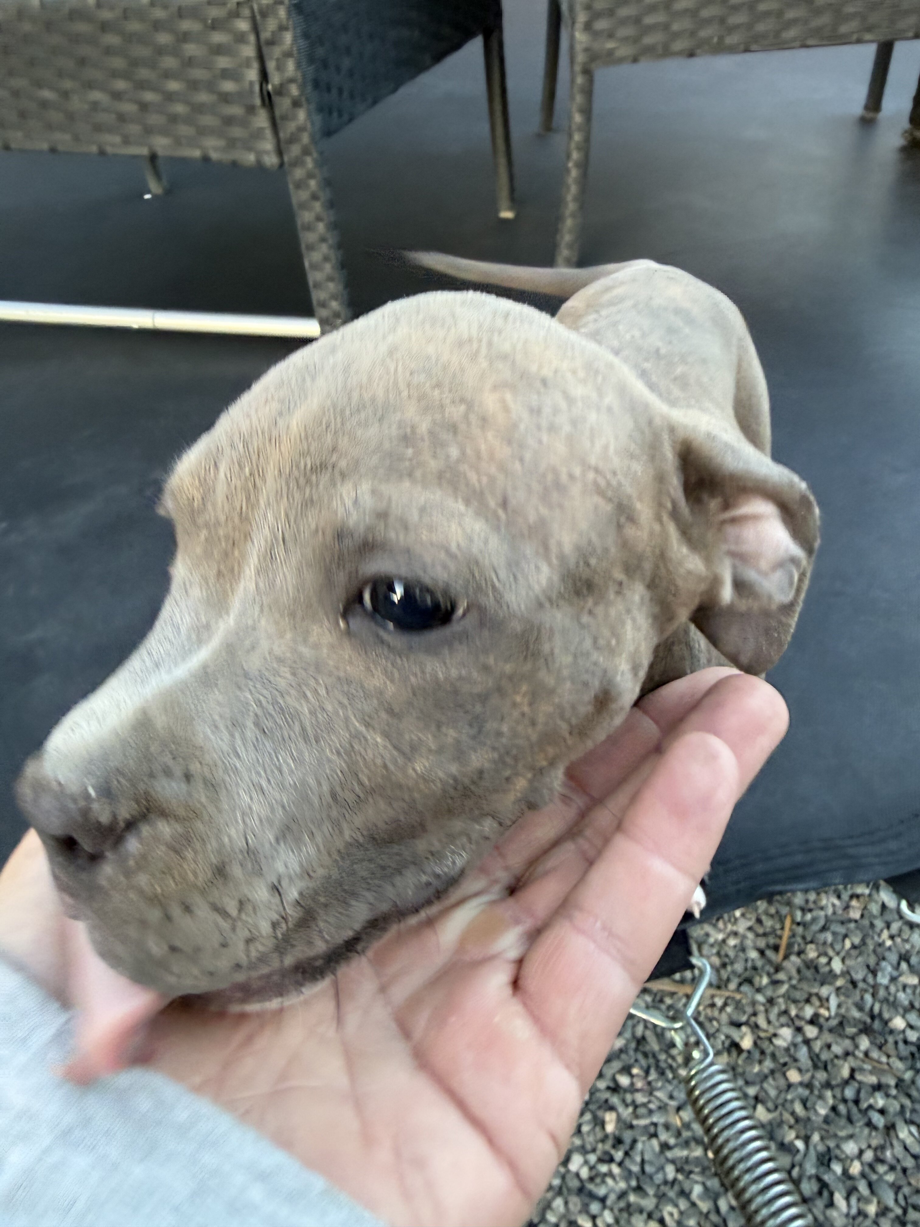 Beautiful female Pit Bull puppy. image 1