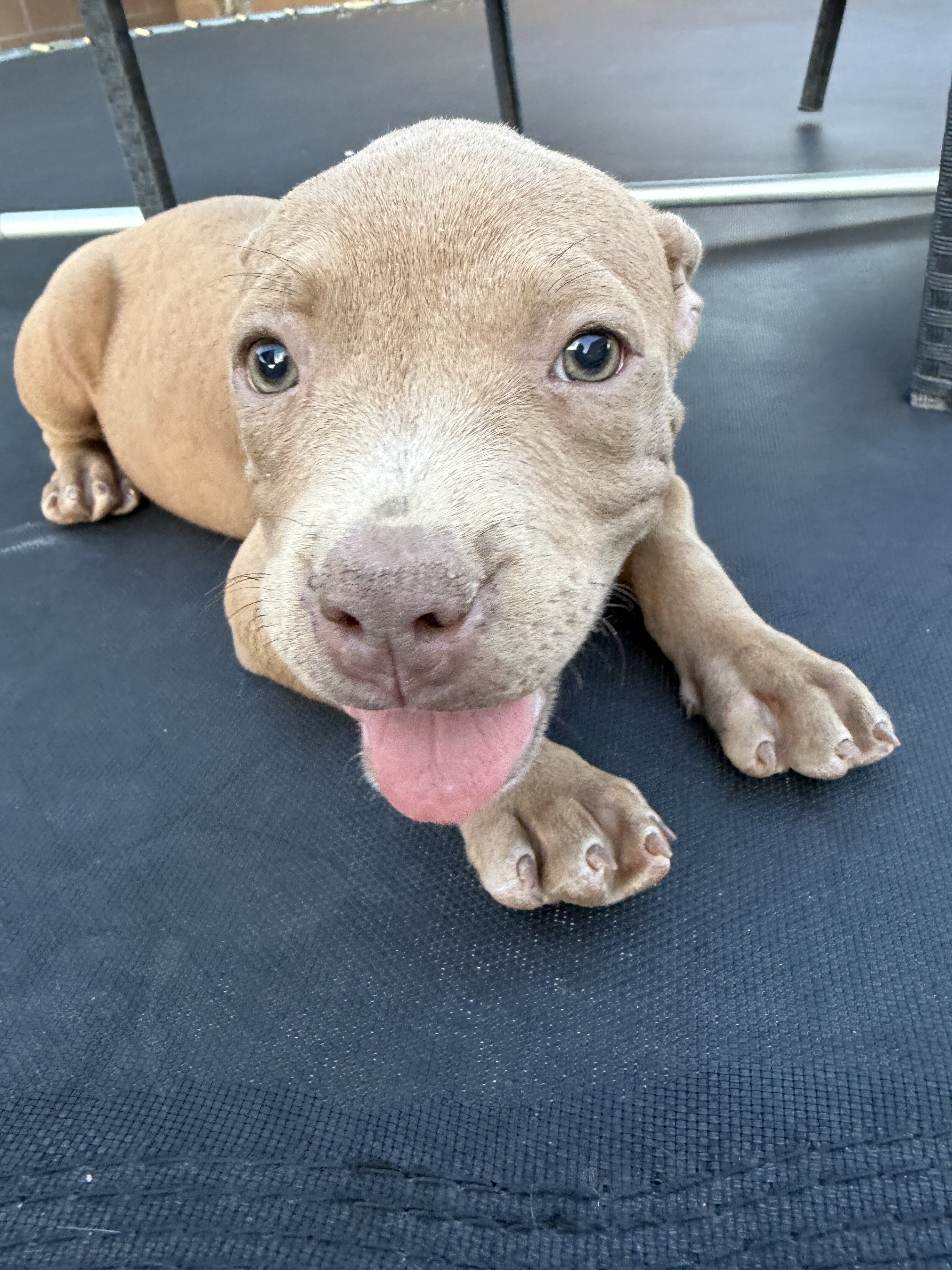 Beautiful fawn/tan female Pit Bull puppy image 1