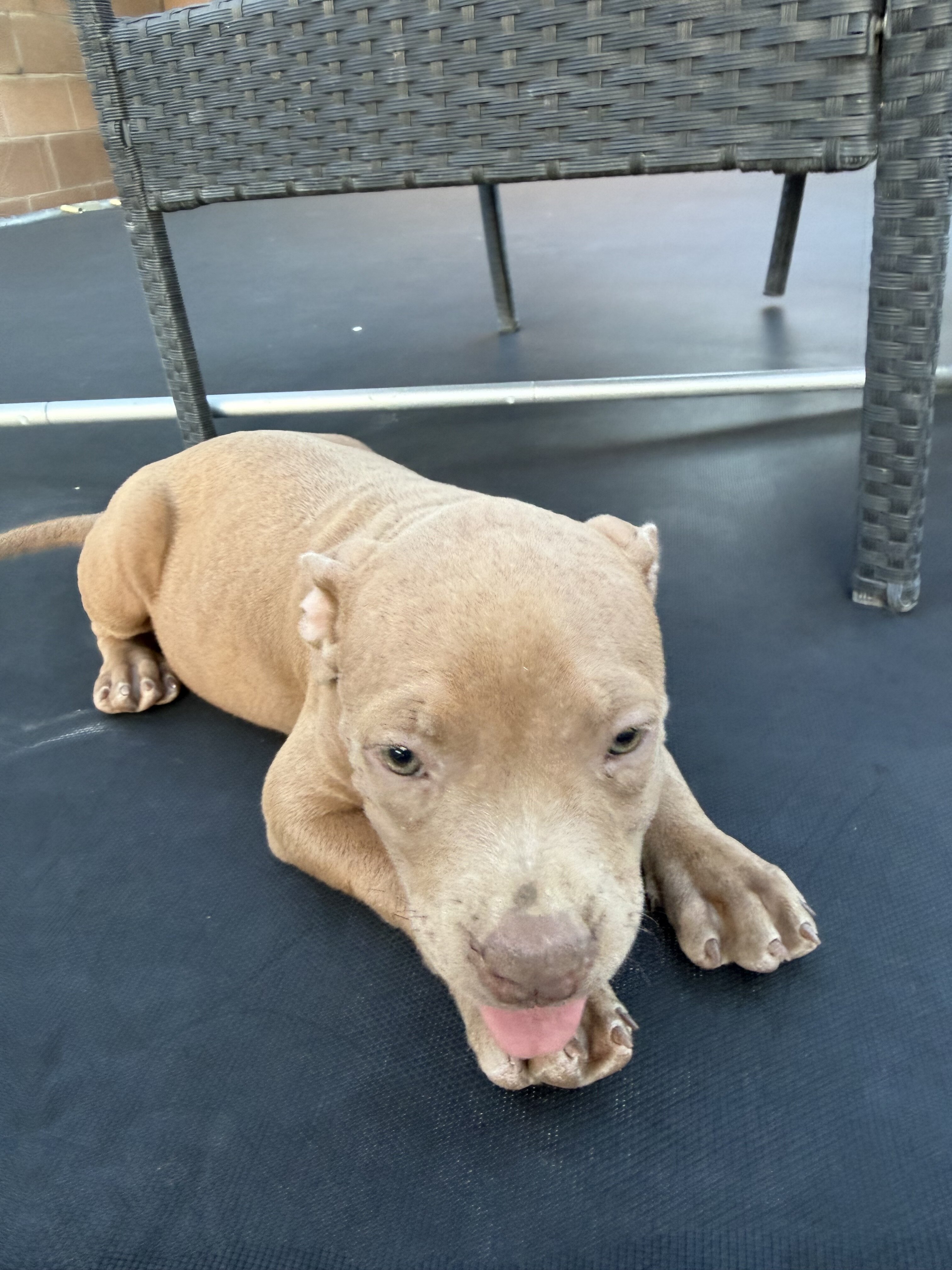 Beautiful fawn/tan female Pit Bull puppy image 3