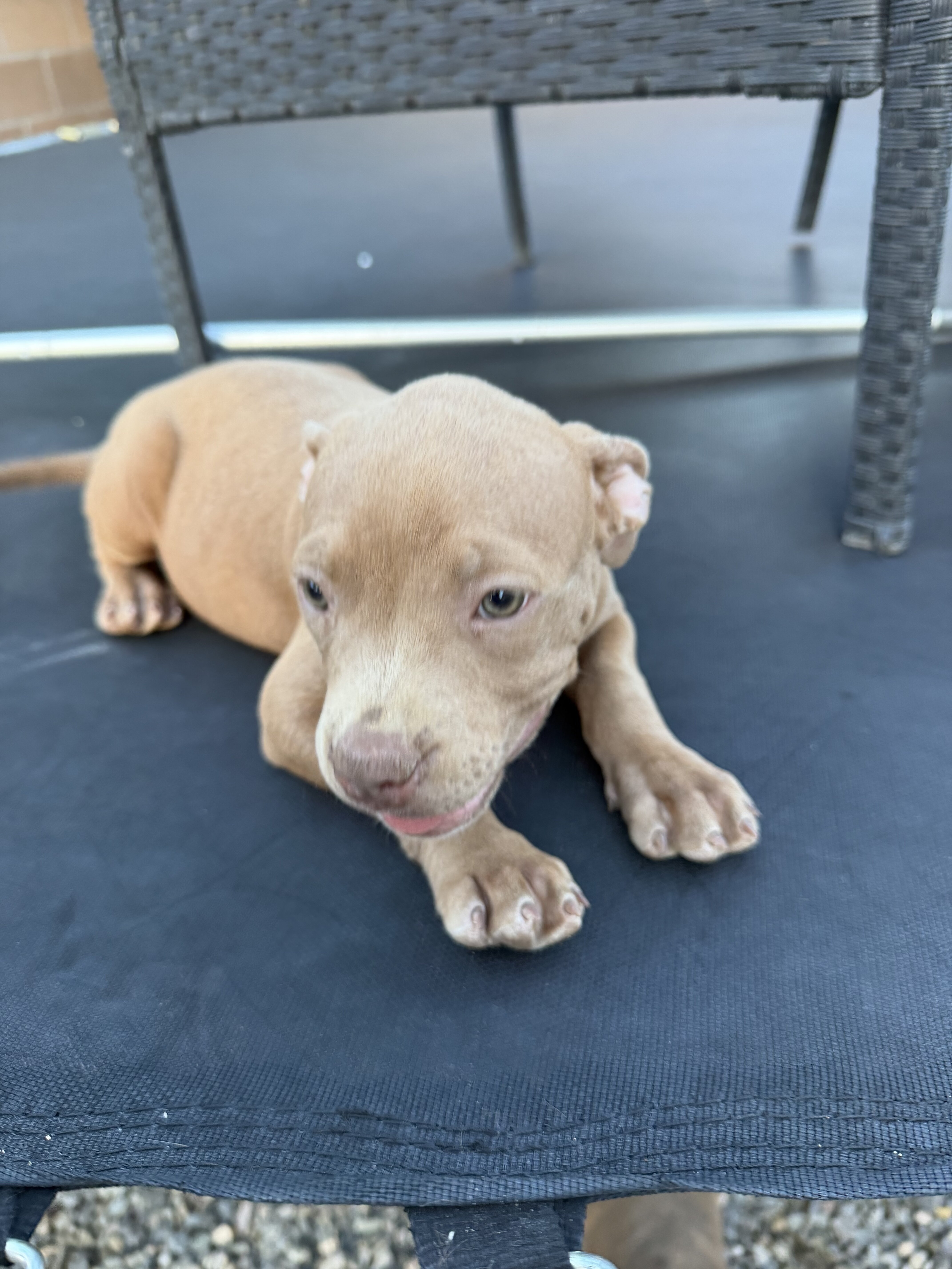 Beautiful fawn/tan female Pit Bull puppy image 2