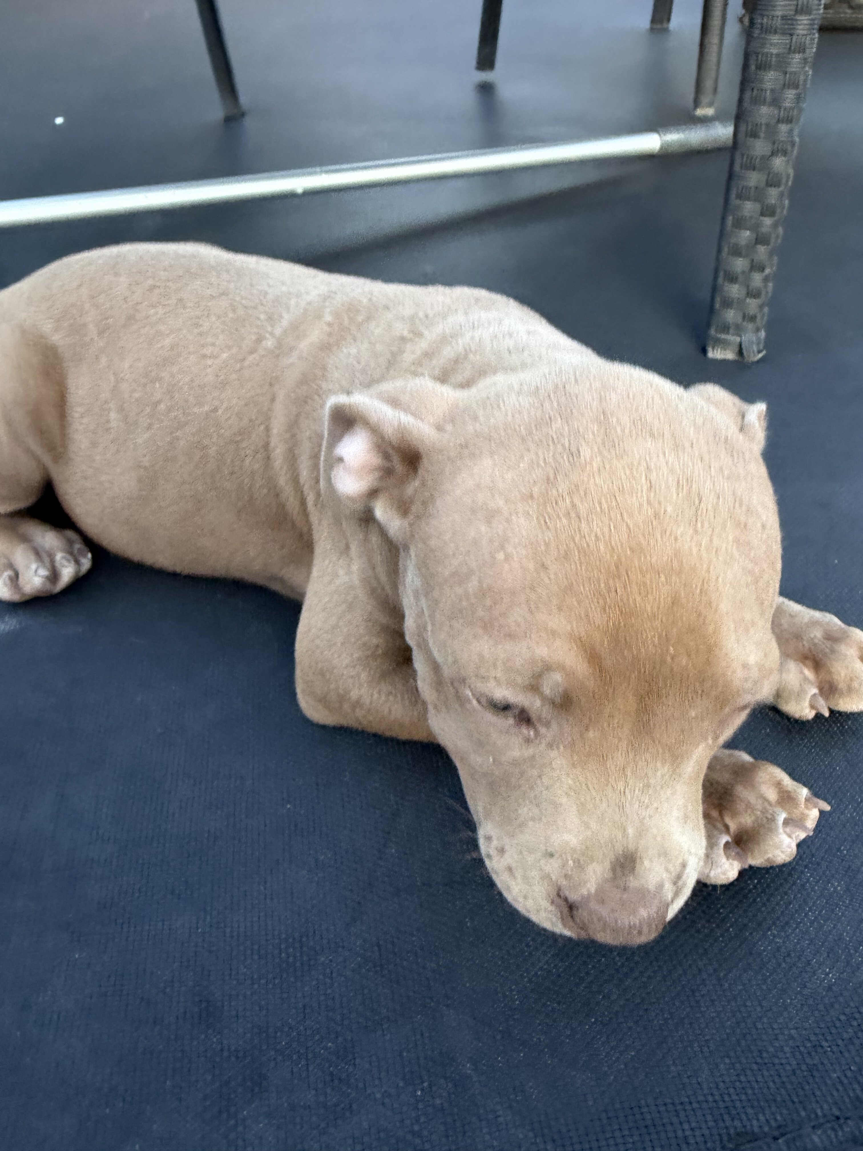 Beautiful fawn/tan female Pit Bull puppy image 4