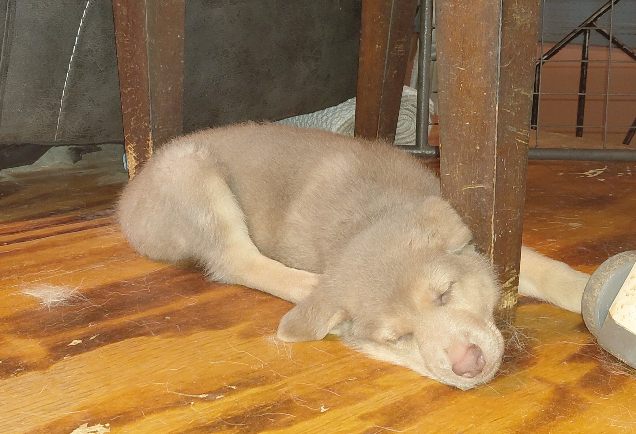 Pup image 3
