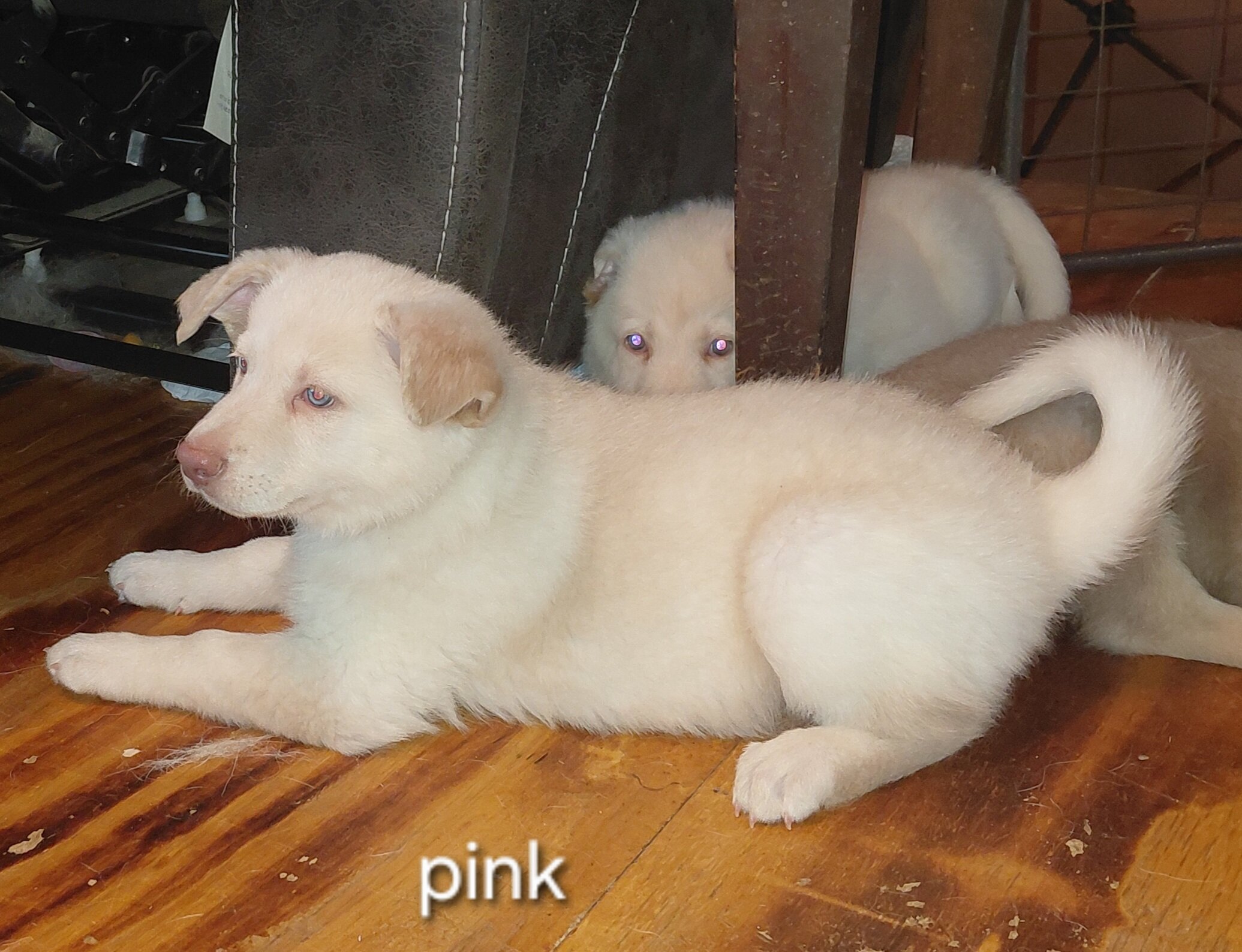 Pup image 2