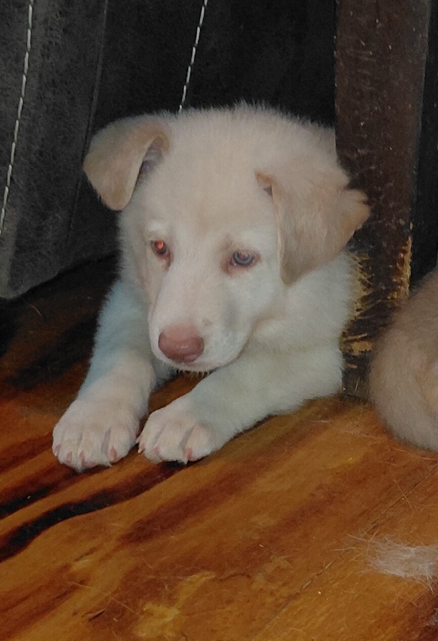 Pup image 1