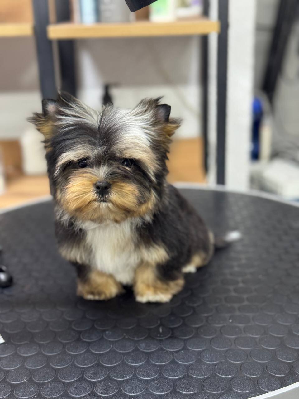 Energetic Yorkshire Terrier image 2