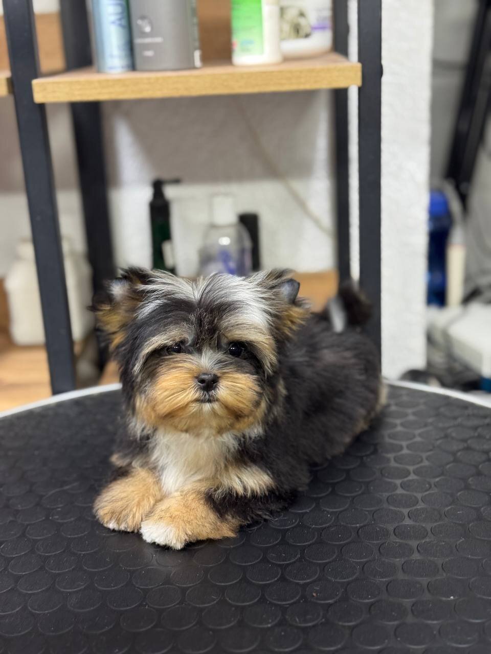 Energetic Yorkshire Terrier image 1