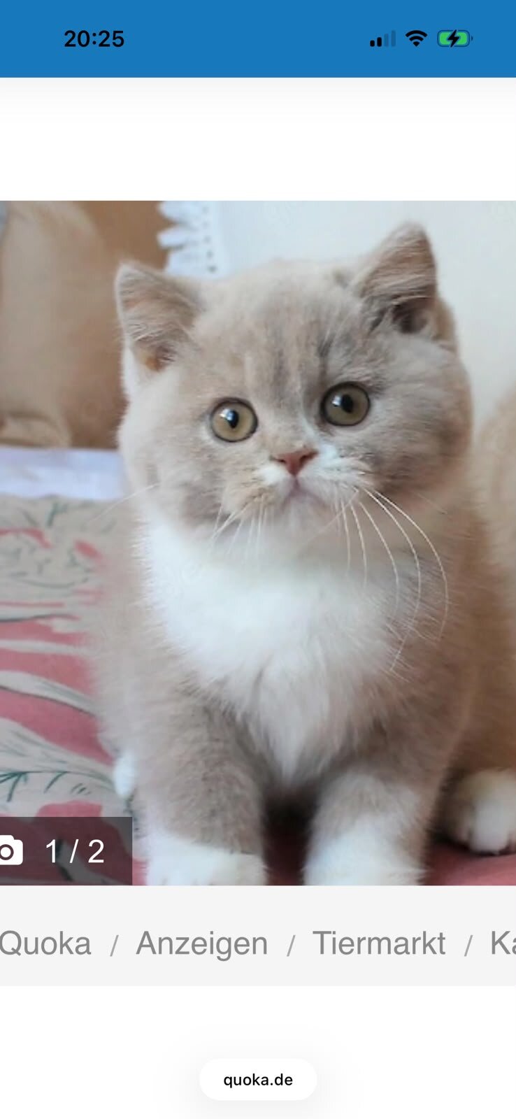 Beautiful exotic Shorthair kittens up for sale. image 1