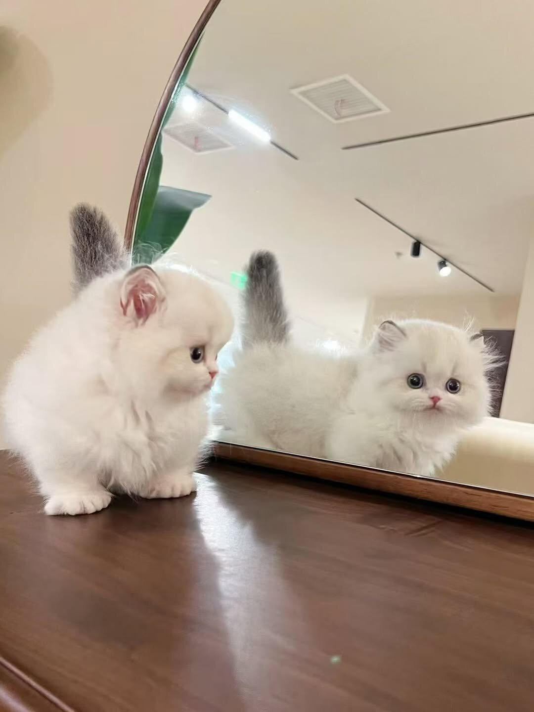 Exotic British Shorthair Kittens image 1