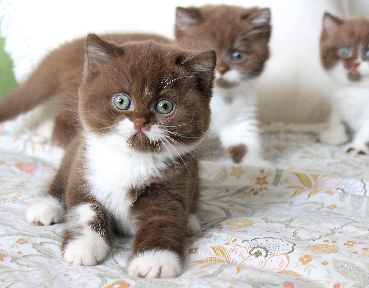 Male British shorthair kittens 10 weeks old image 1