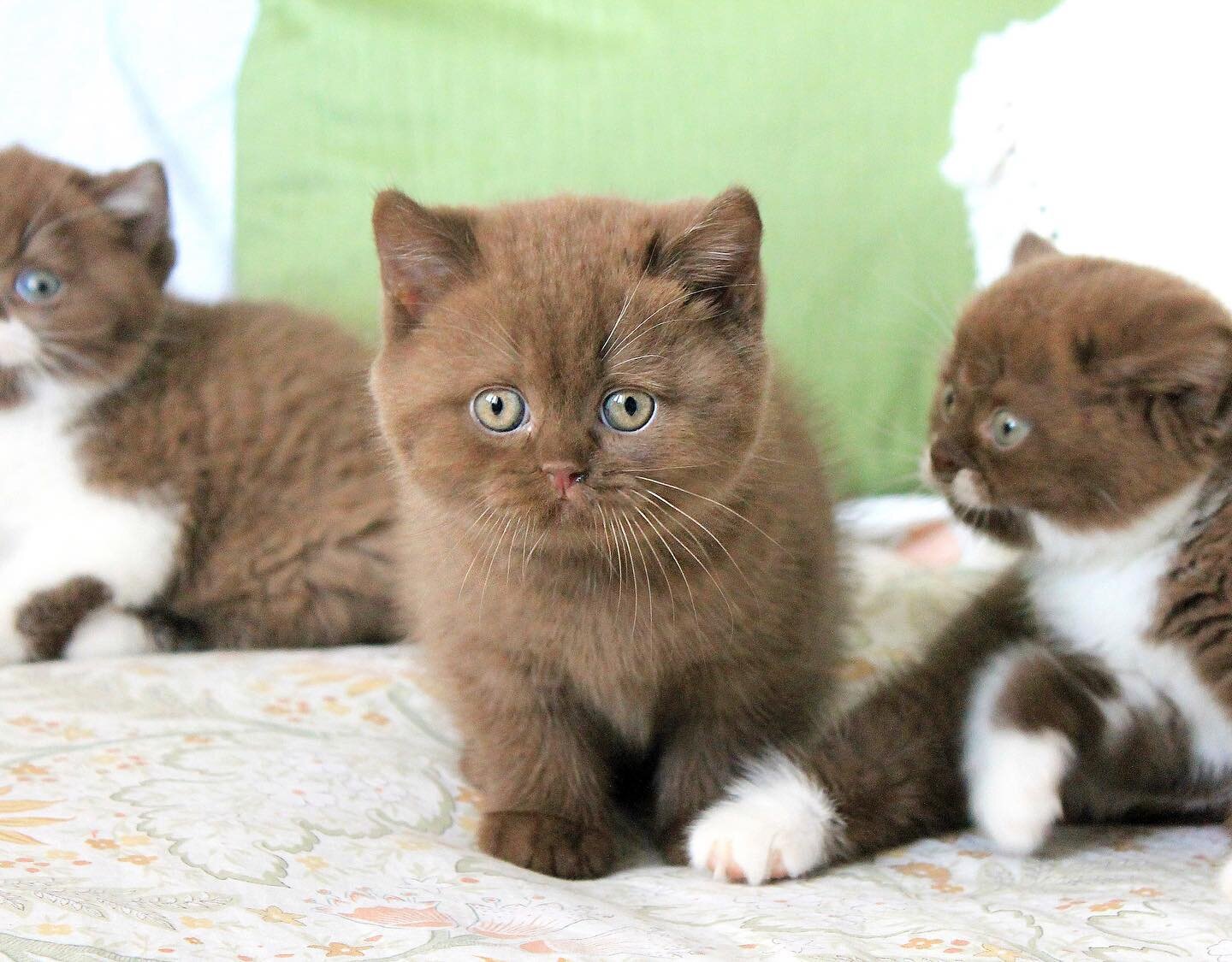 Male British shorthair kittens 10 weeks old image 2
