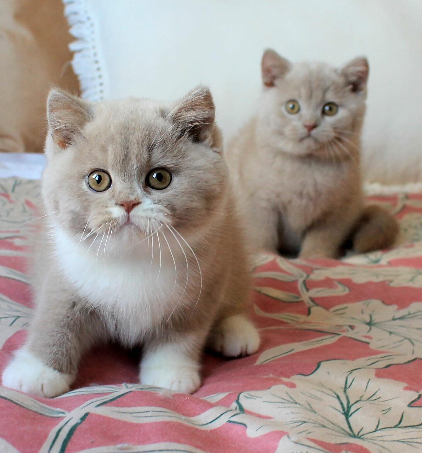 British Shorthair kittens for good homes image 2