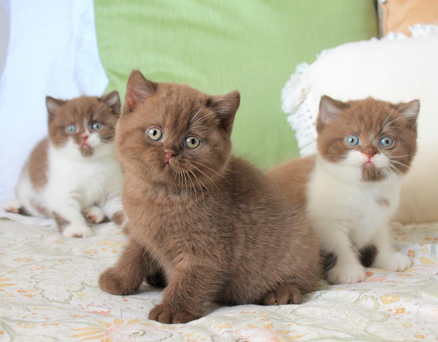 British Shorthair kittens for good homes image 1