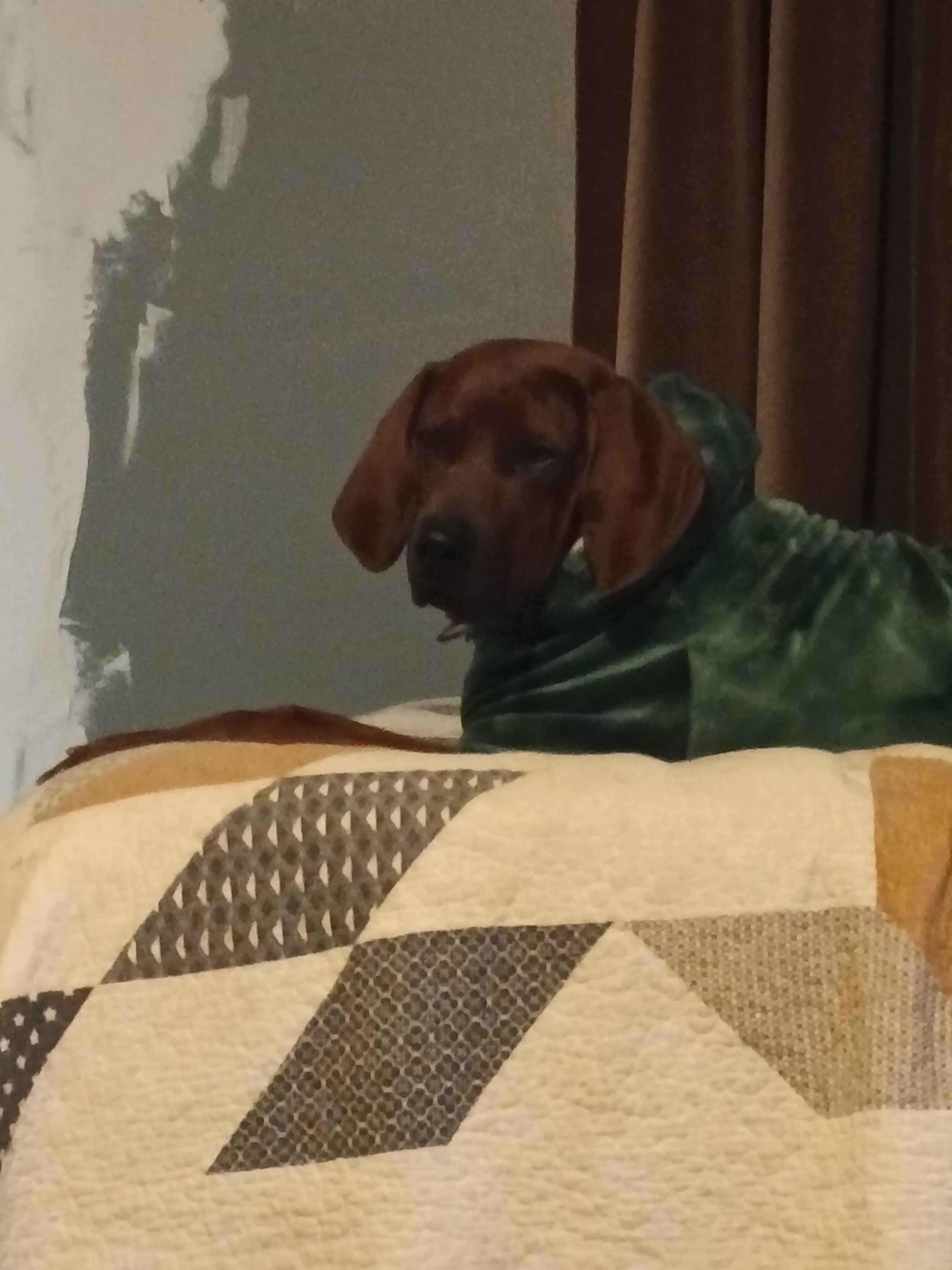 Dog image 3