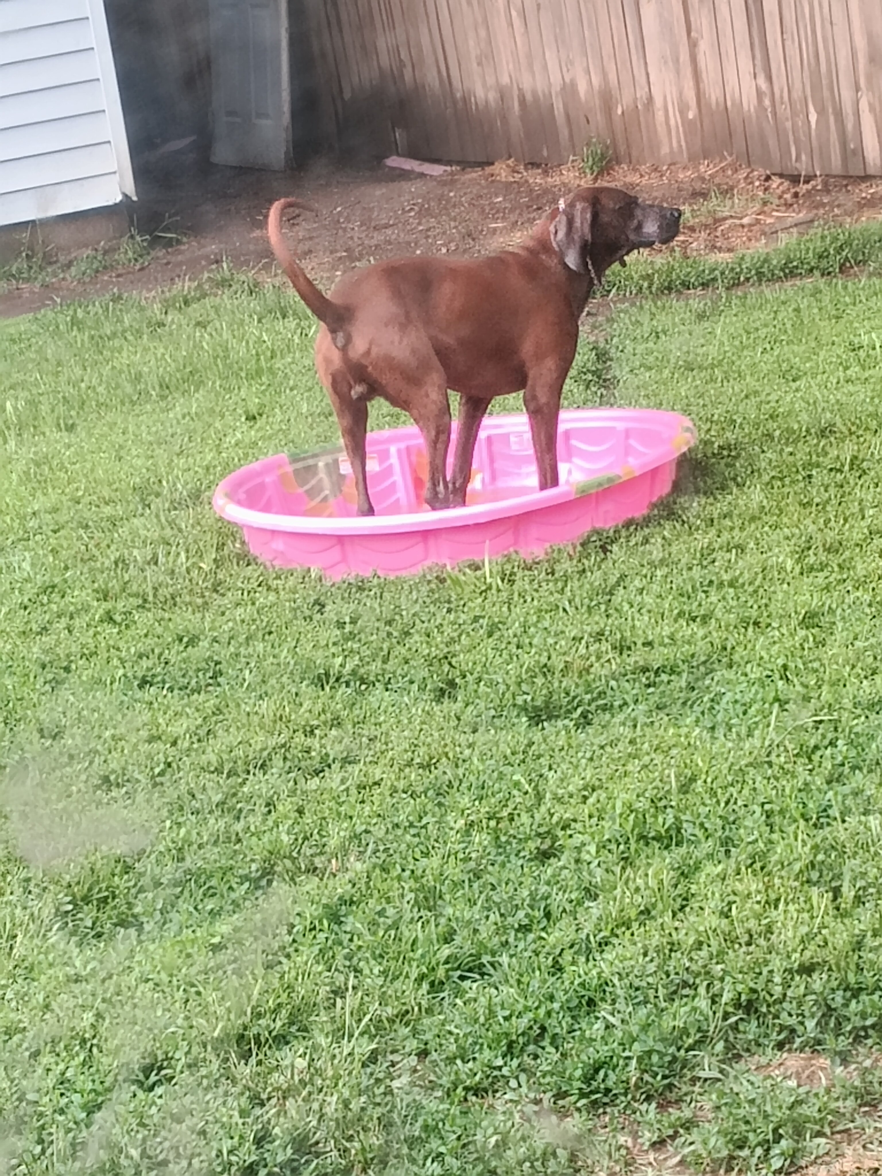 Dog image 2