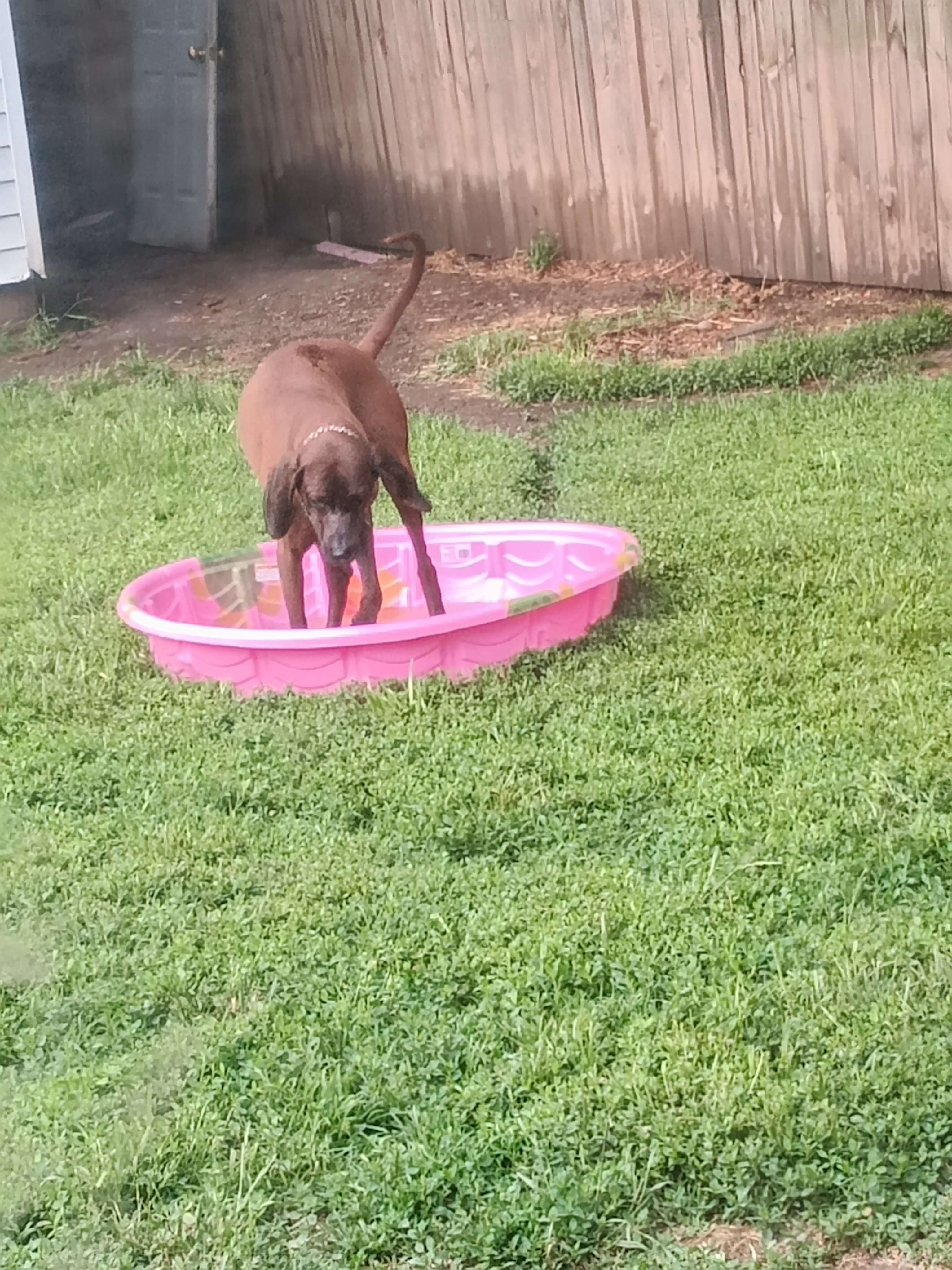 Dog image 1