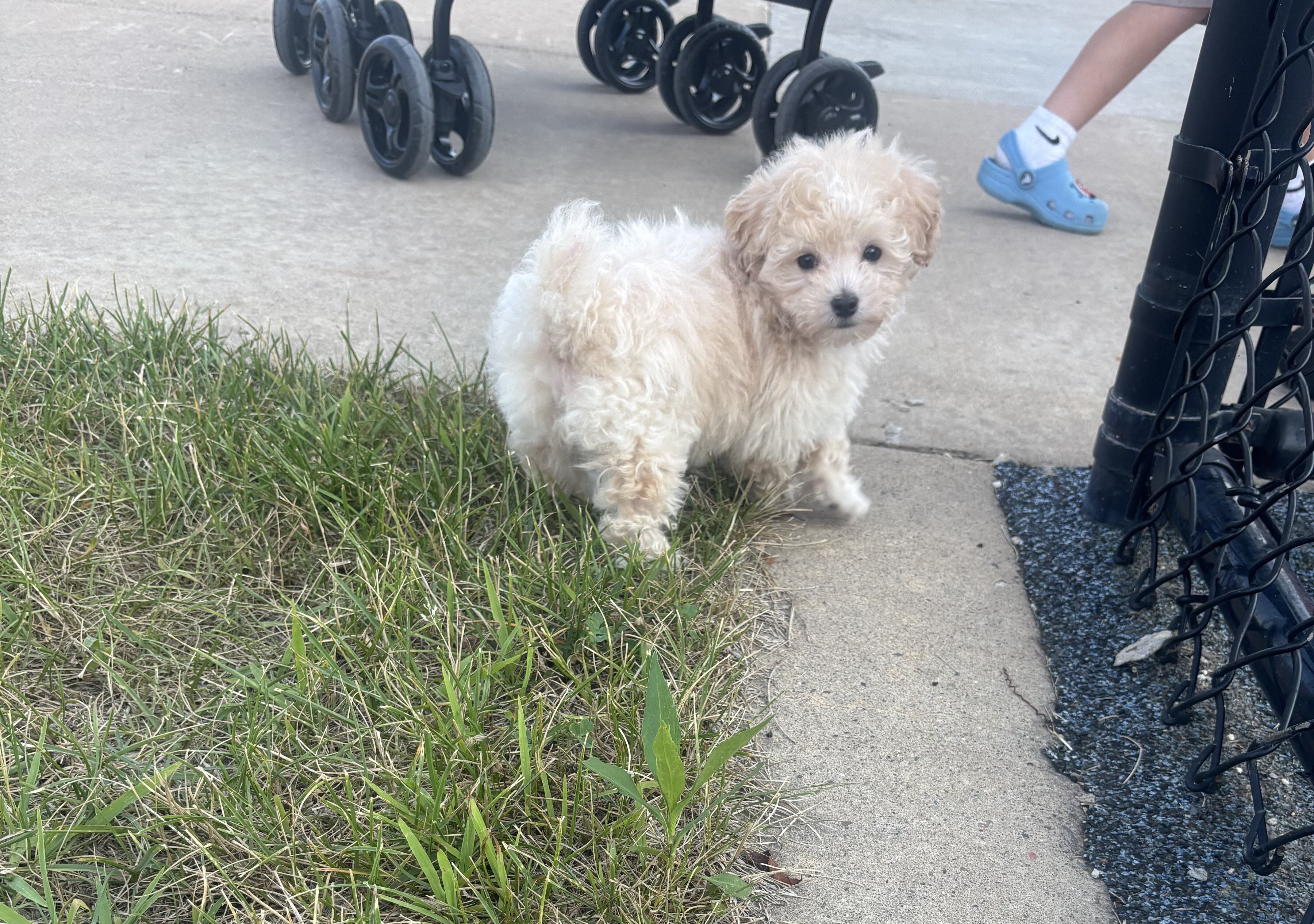 3lb sweet maltipoo- Male image 1