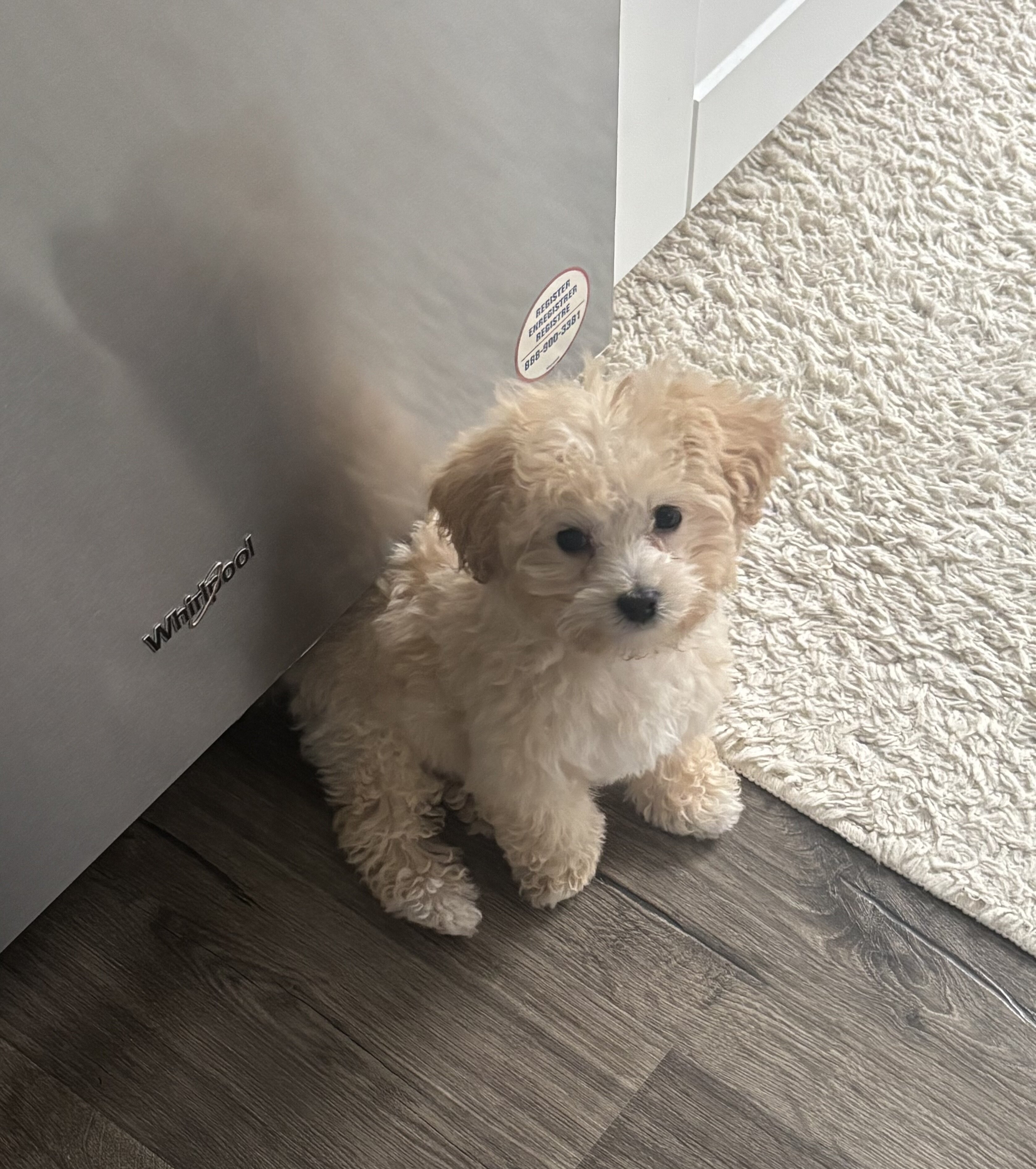3lb sweet maltipoo- Male image 2