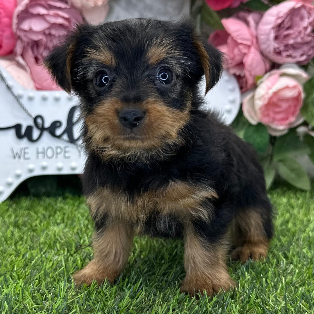 cute Yorkshire Terrier puppies for sale image 2