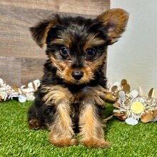 10-week-old male Yorkshire Terrier image 4