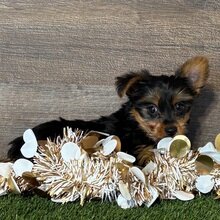 10-week-old male Yorkshire Terrier image 2
