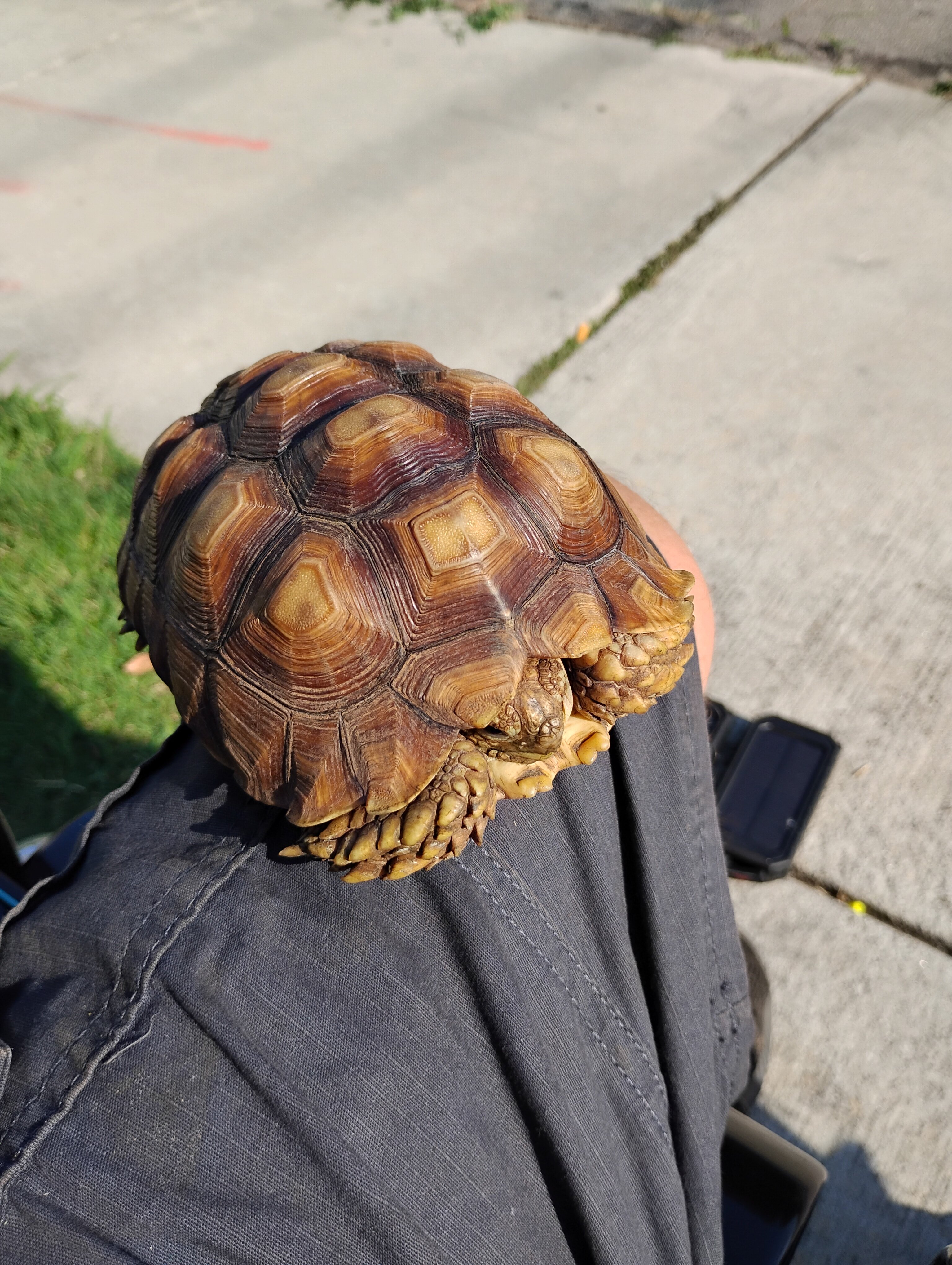 3 year old male sulcata tortoise image 2