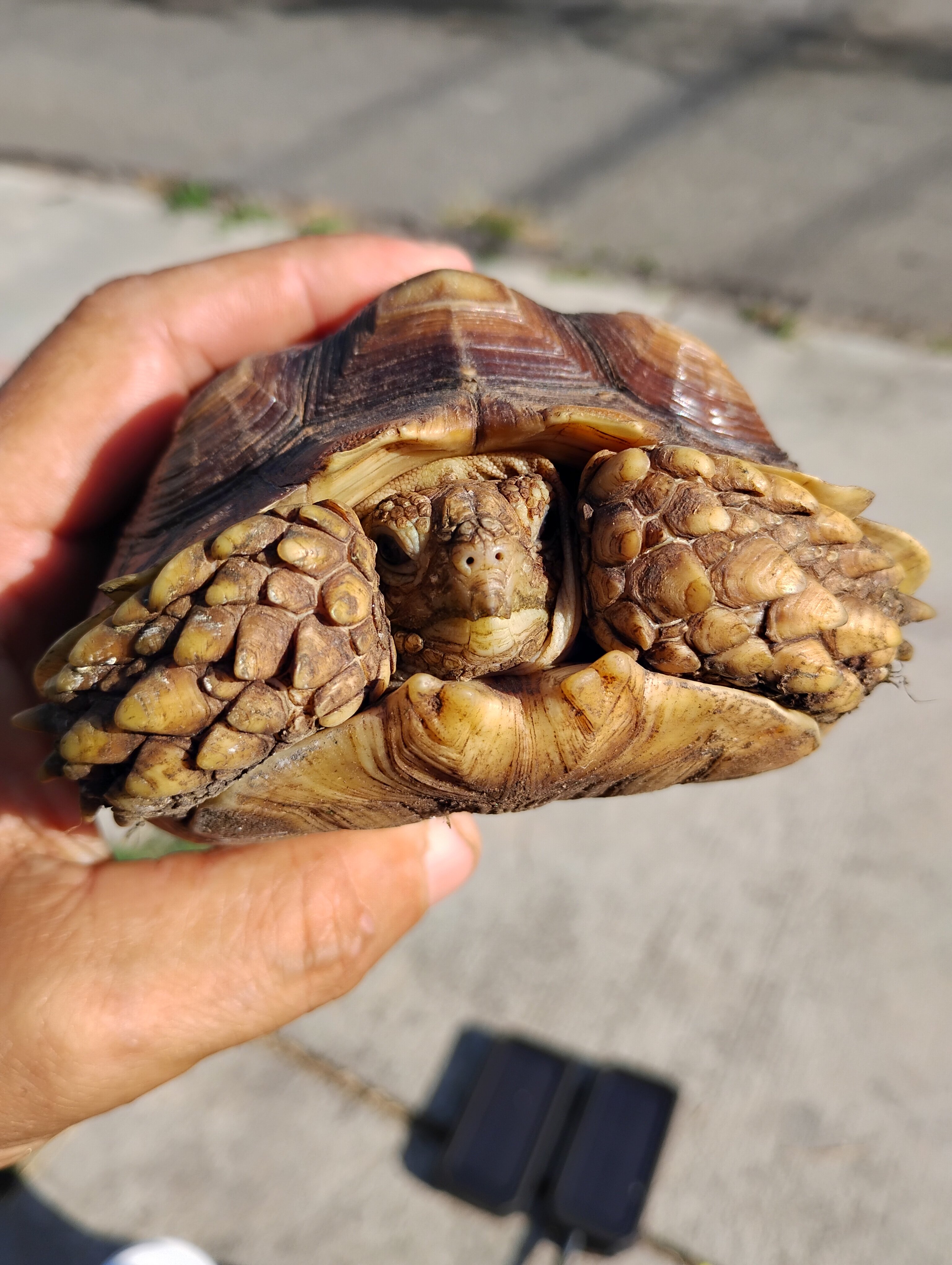 3 year old male sulcata tortoise image 1
