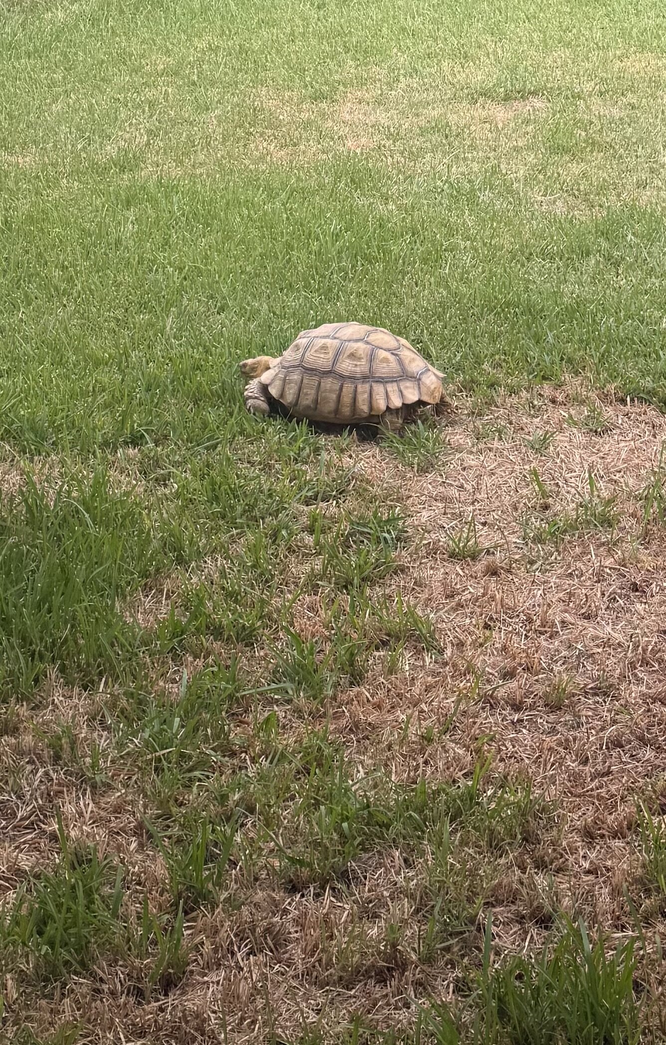 60 year old African spurred tortoise image 4