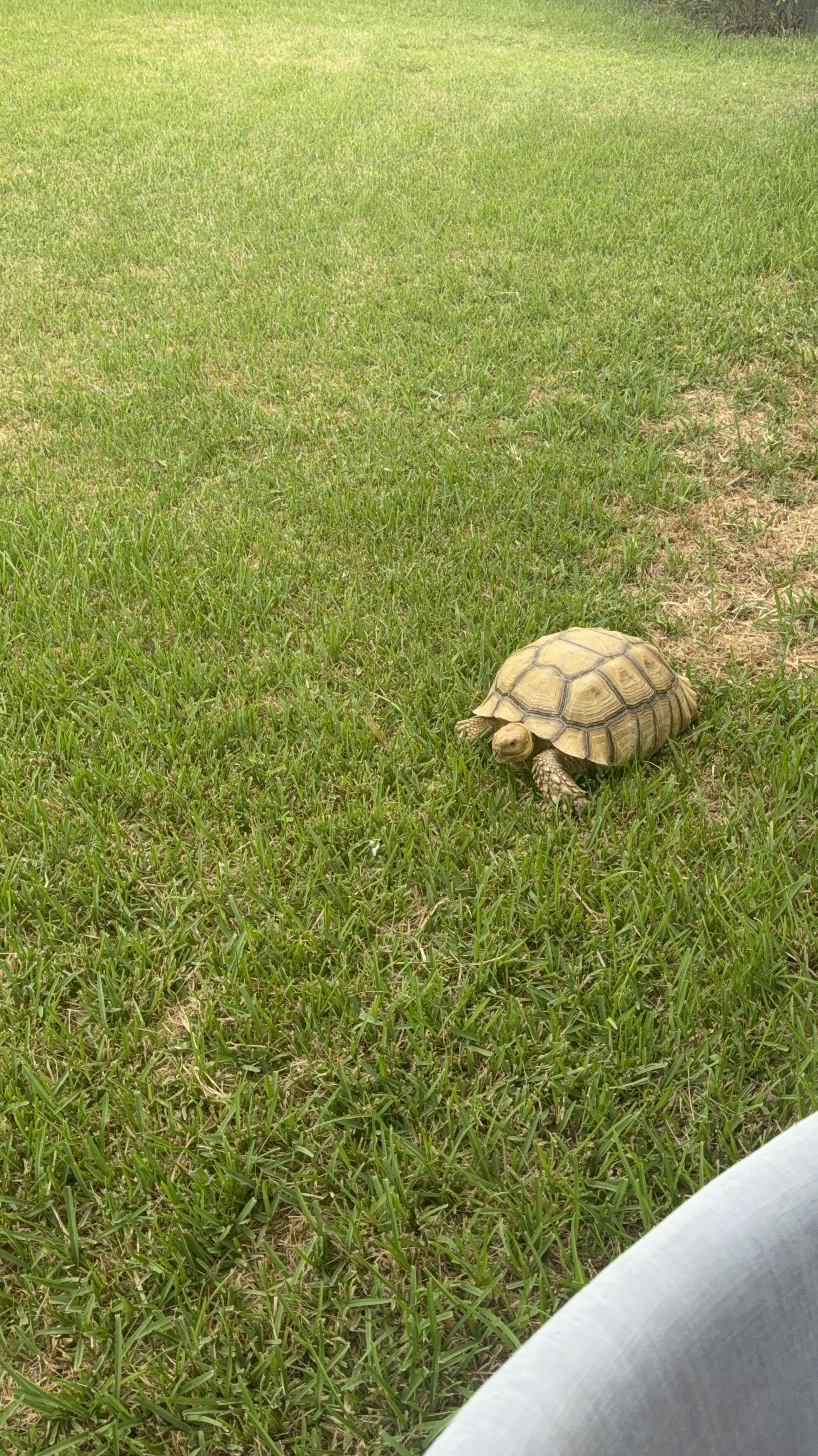60 year old African spurred tortoise image 2