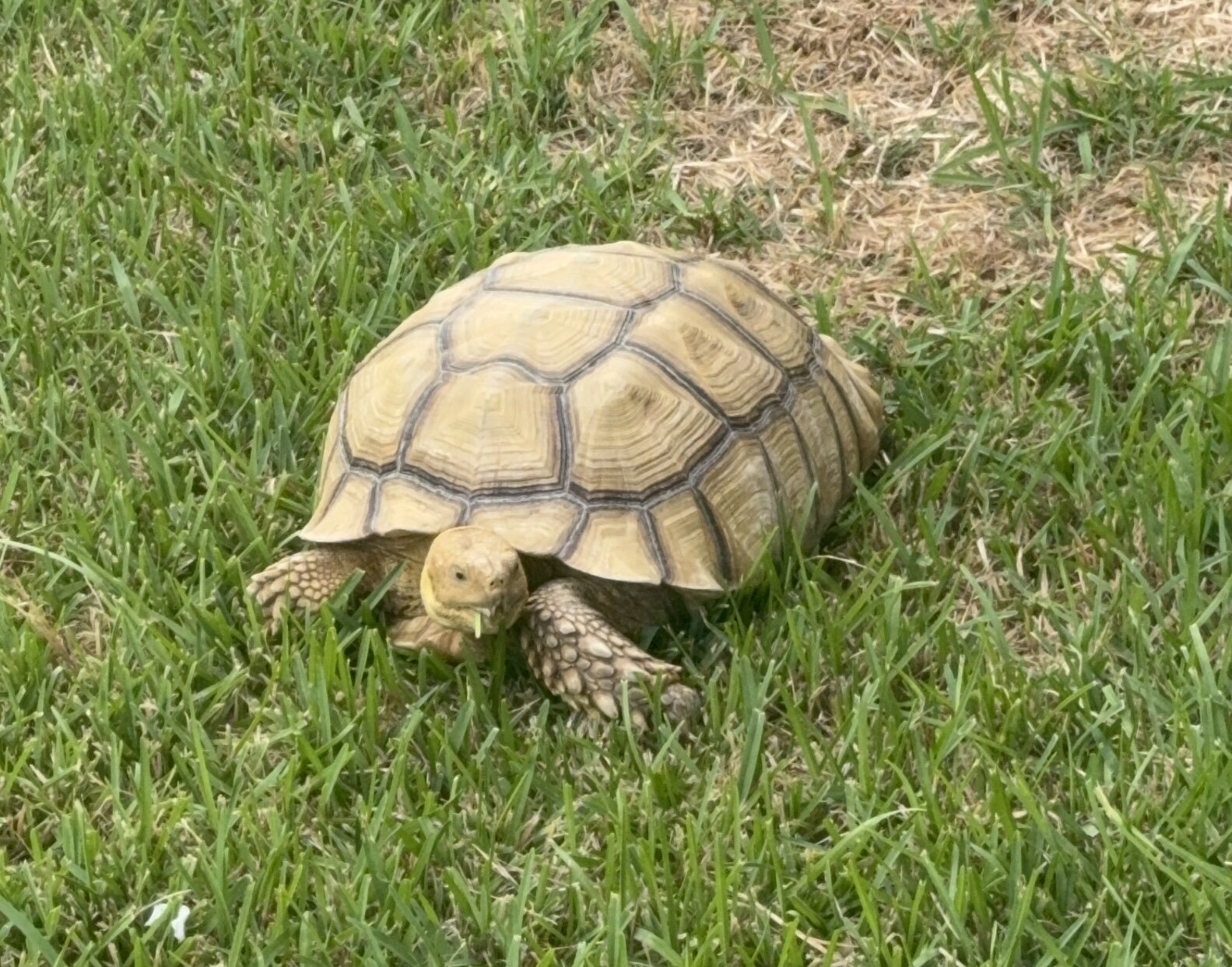 60 year old African spurred tortoise image 3