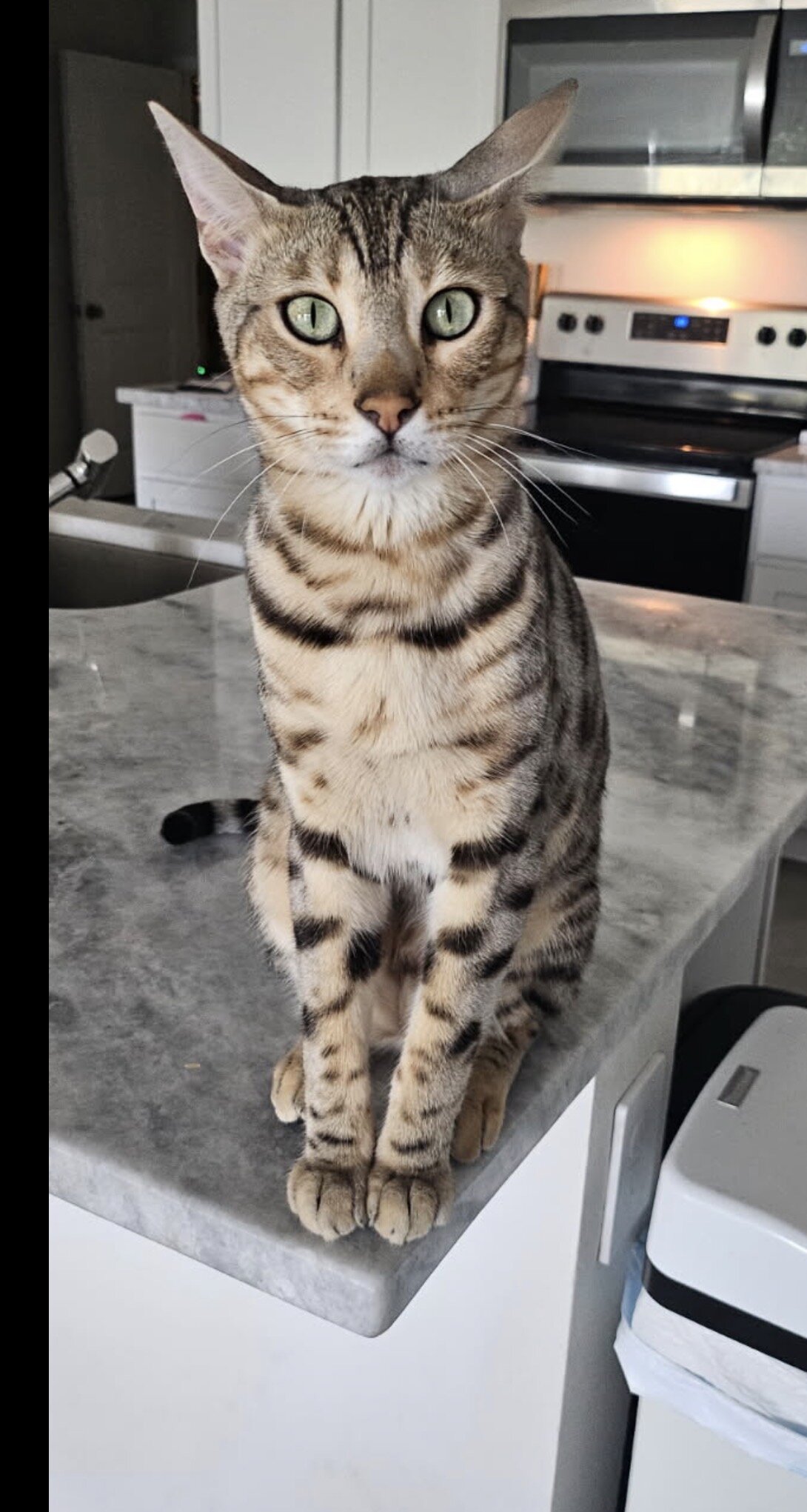 Bengal silver cat image 1