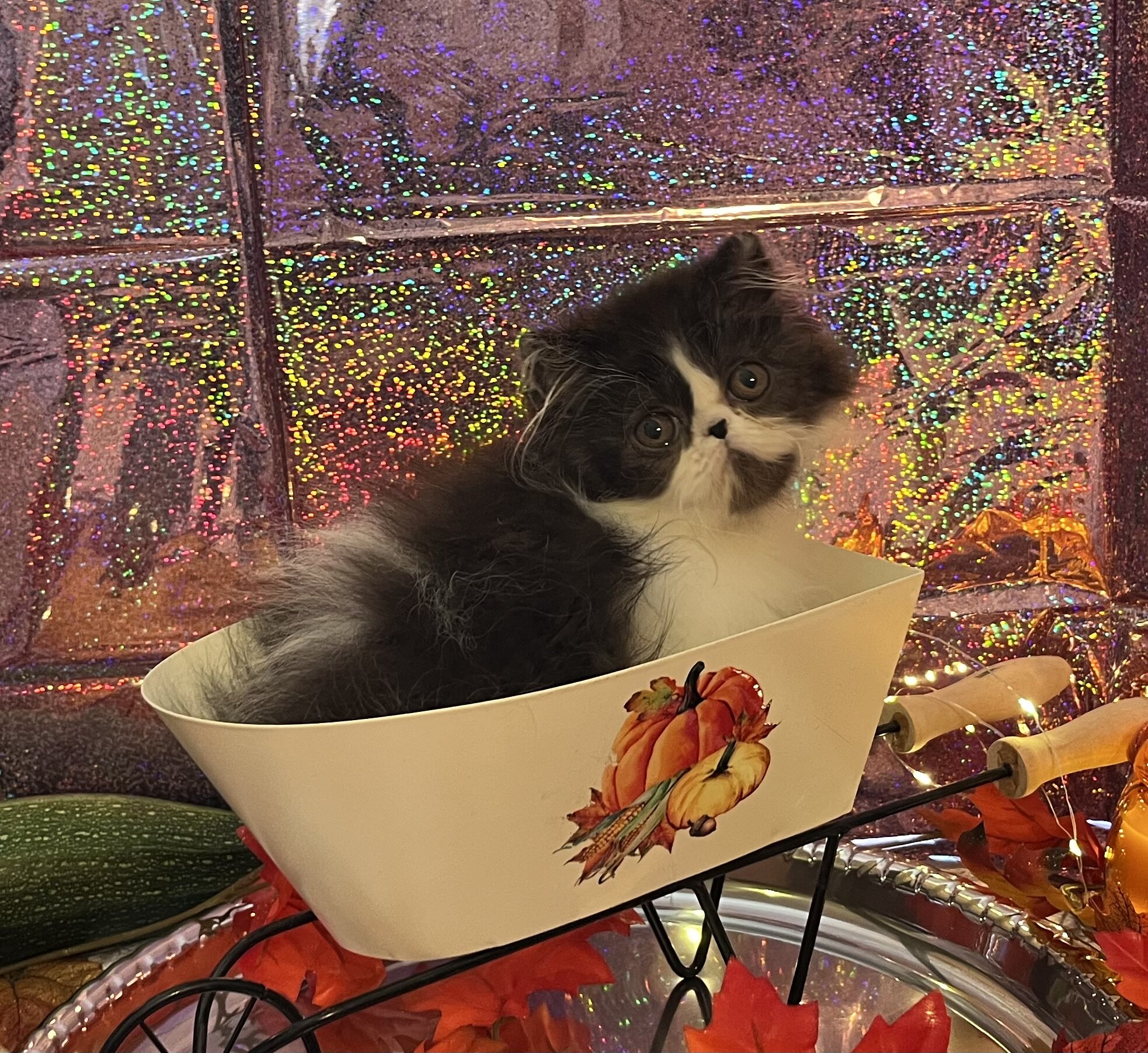 Beautiful Persian kitten image 5