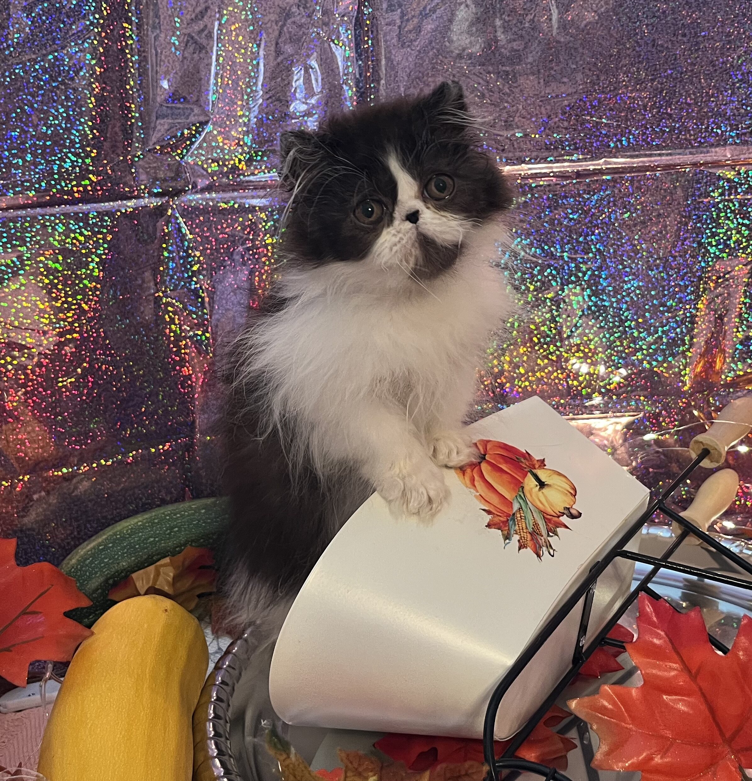 Beautiful Persian kitten image 4