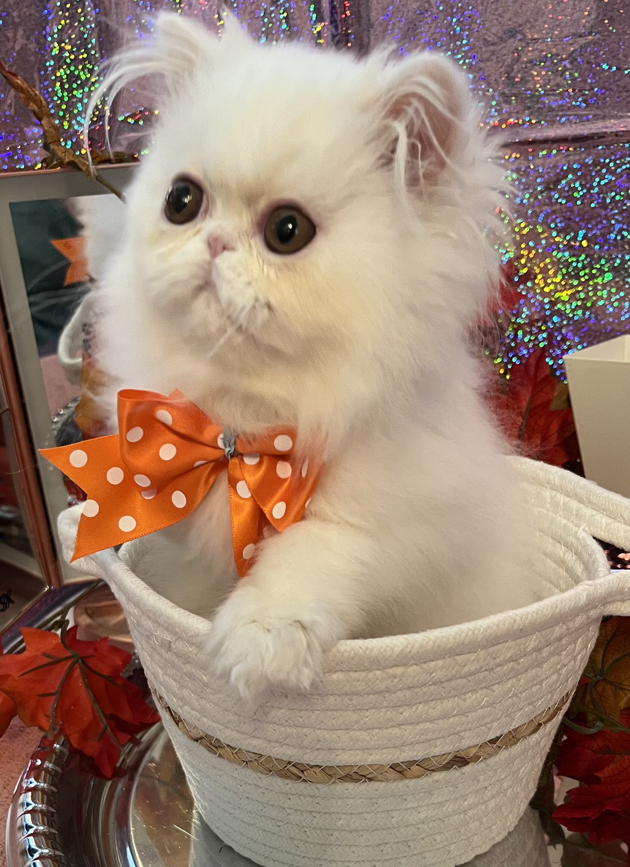 Beautiful Persian kitten image 3