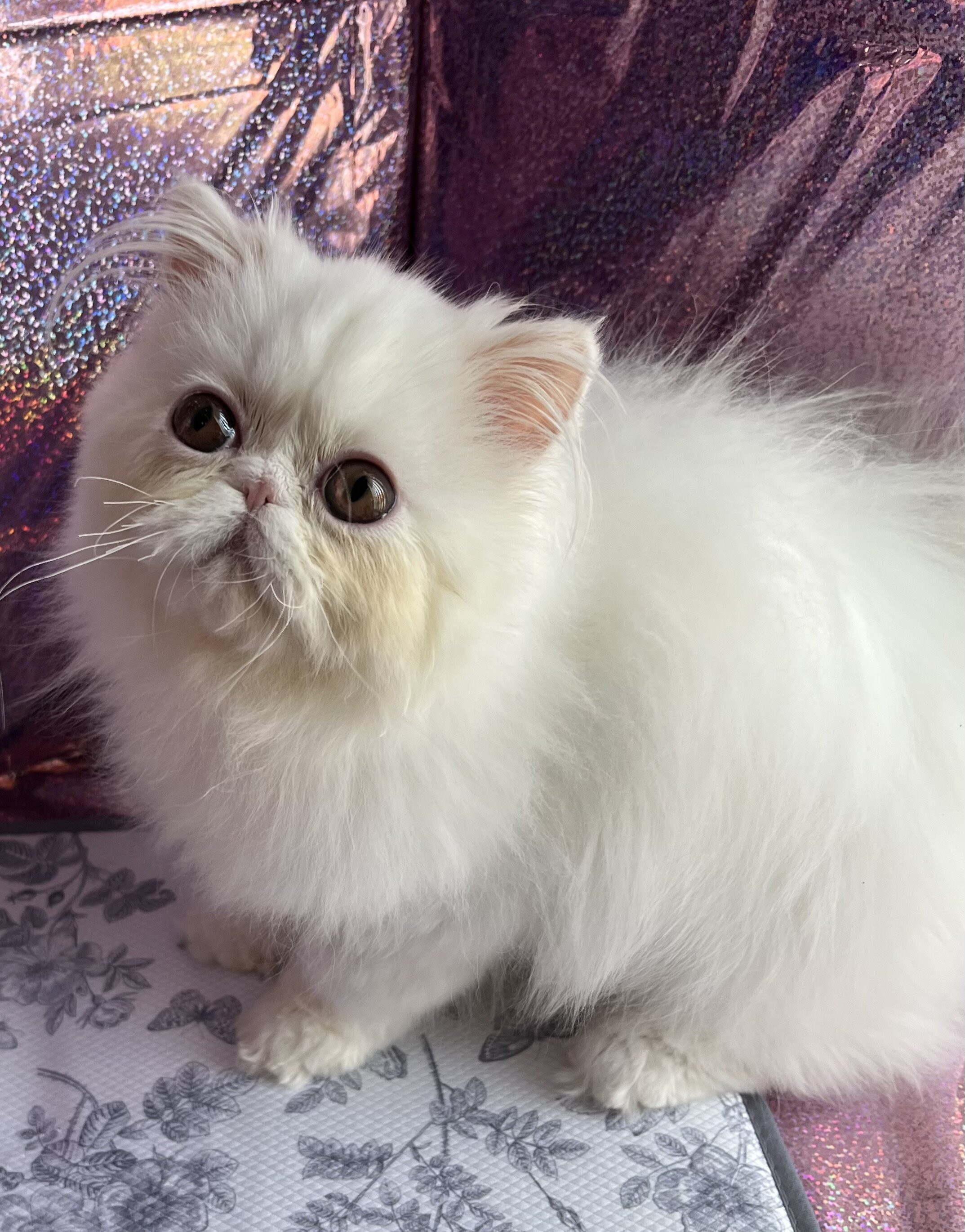 Beautiful Persian kitten image 2