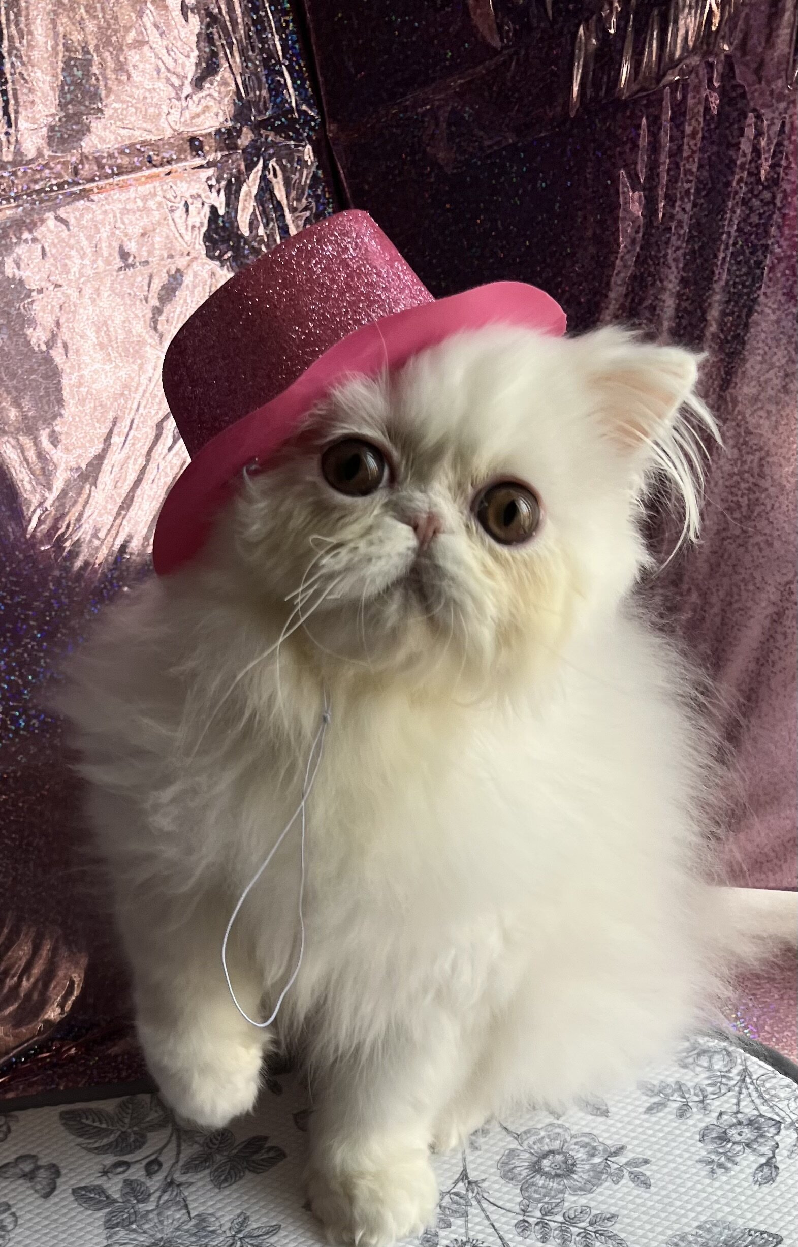 Beautiful Persian kitten image 1